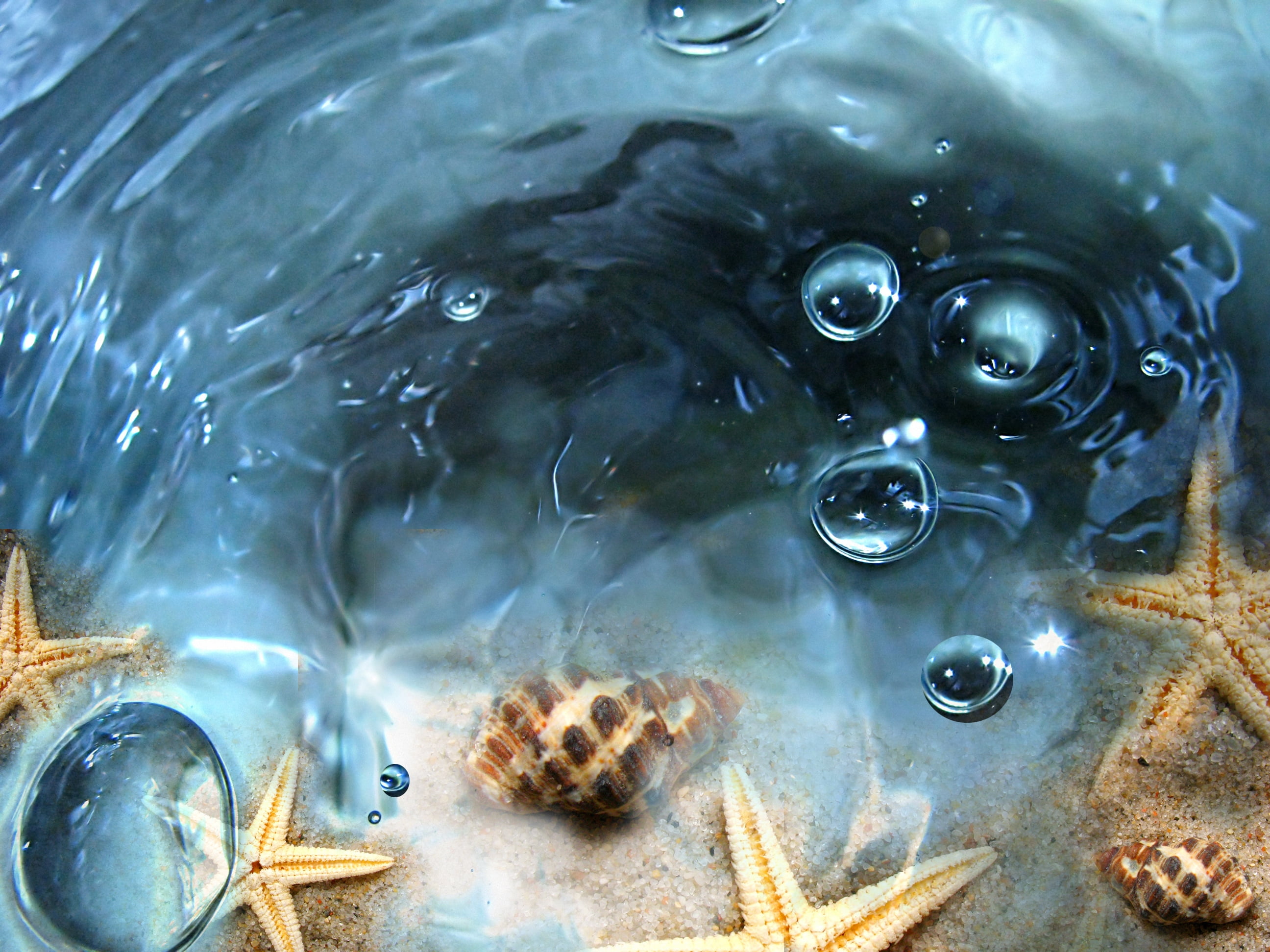 animal, sea, science, high angle view, liquid, water, rippled, blue, animal wildlife, motion, nature, indoors, purity, macro, cockleshells, bubbles, full frame, HD Wallpaper