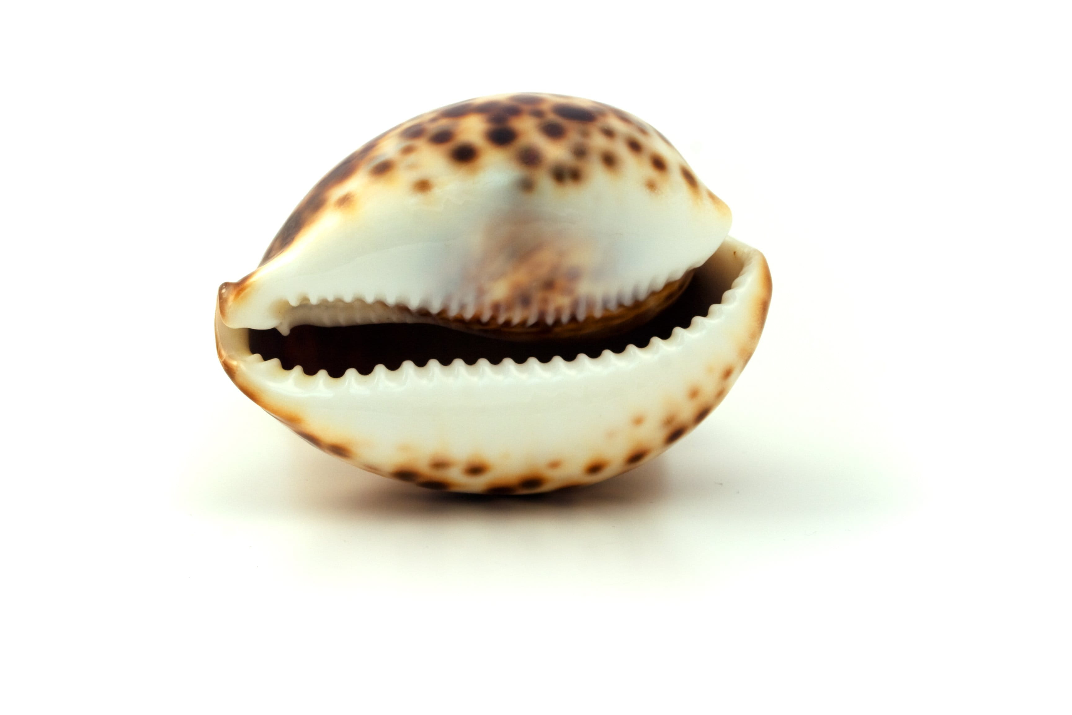2K, luxury, food and drink, still life, no People, copy space, vacation, coastline, animal themes, brown, Seashell, day, coast, animal, white, cockleshell, HD Wallpaper