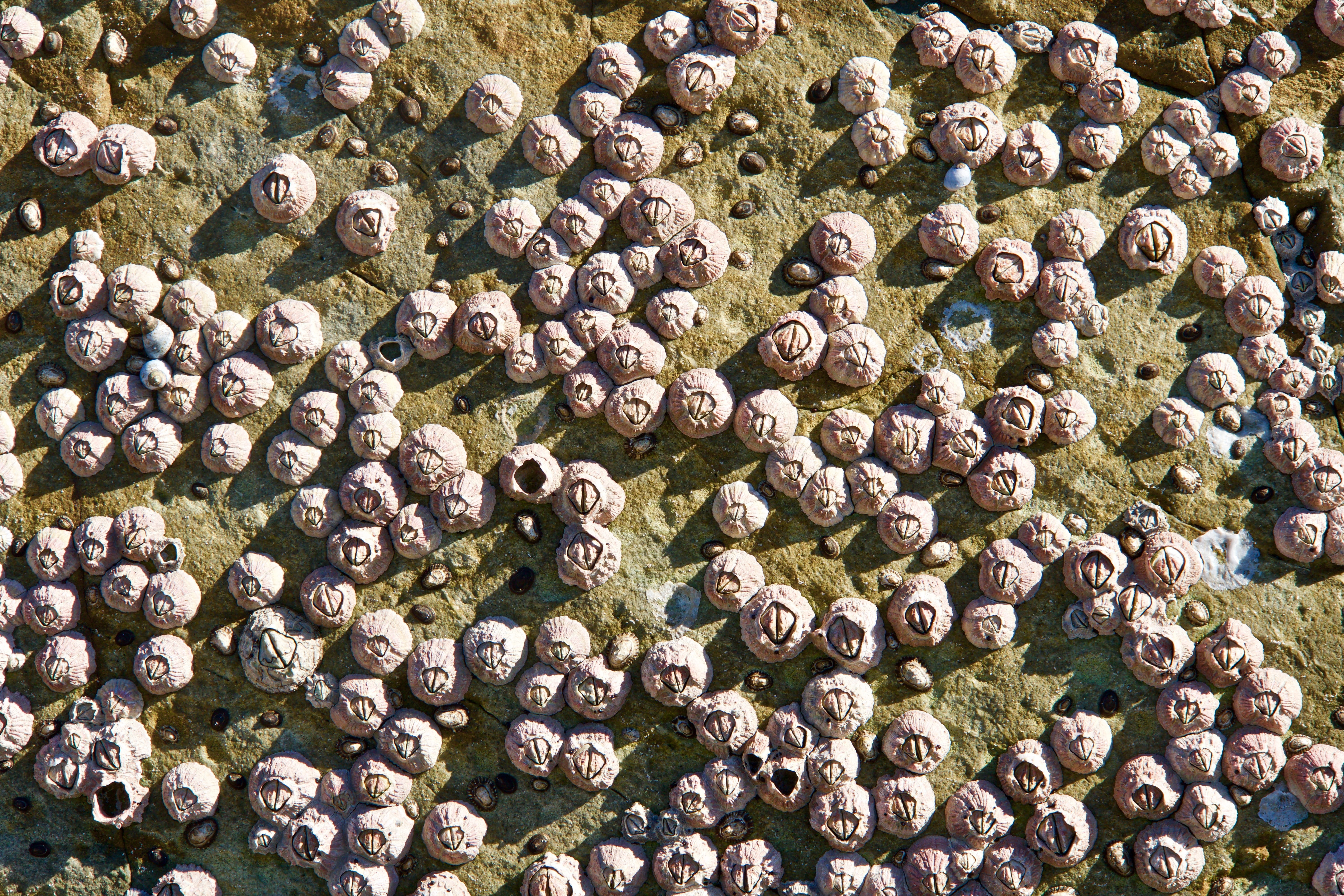 abundance, mollusks, freshness, still life, high angle view, day, scallops, wellbeing, 5K, animal wildlife, stack, arrangement, food and drink, cockles, HD Wallpaper
