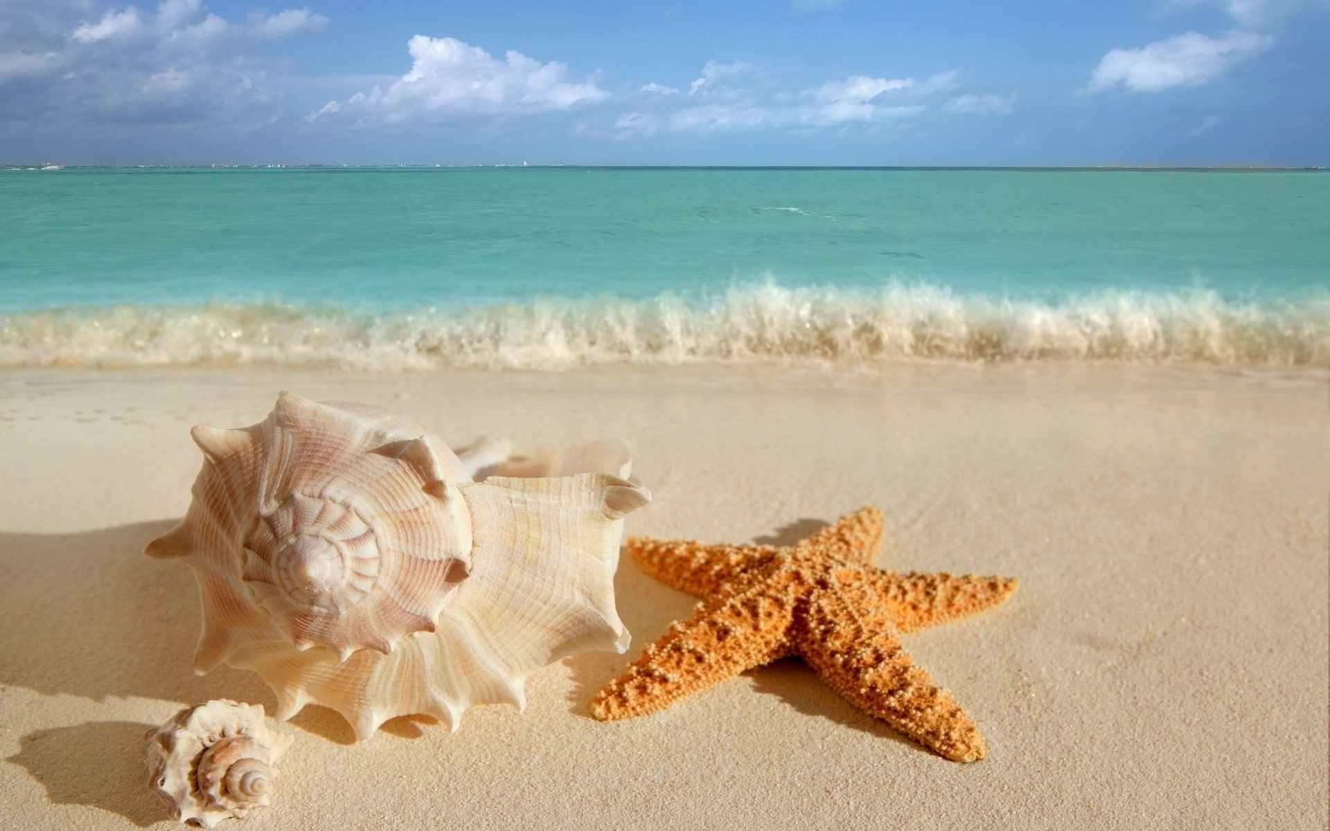 vacations, shell, sand, Sinks, no people, beauty in nature, Azure, animal wildlife, Coast, animal shell, 1080P, land, horizon over water, outdoors, holiday, HD Wallpaper