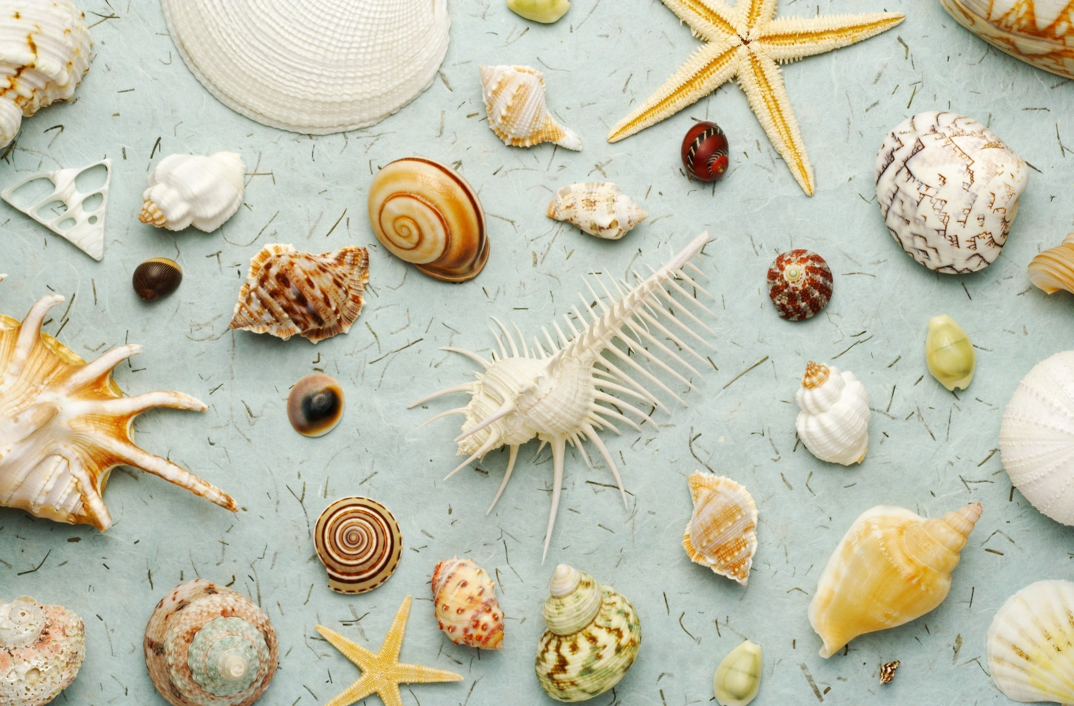 copy Space, shape, lot, table, tourism, relaxation, mollusk, coastline, diversity, seashell, 1080P, vacations, baked, conch Shell, dessert, travel Destinations, HD Wallpaper