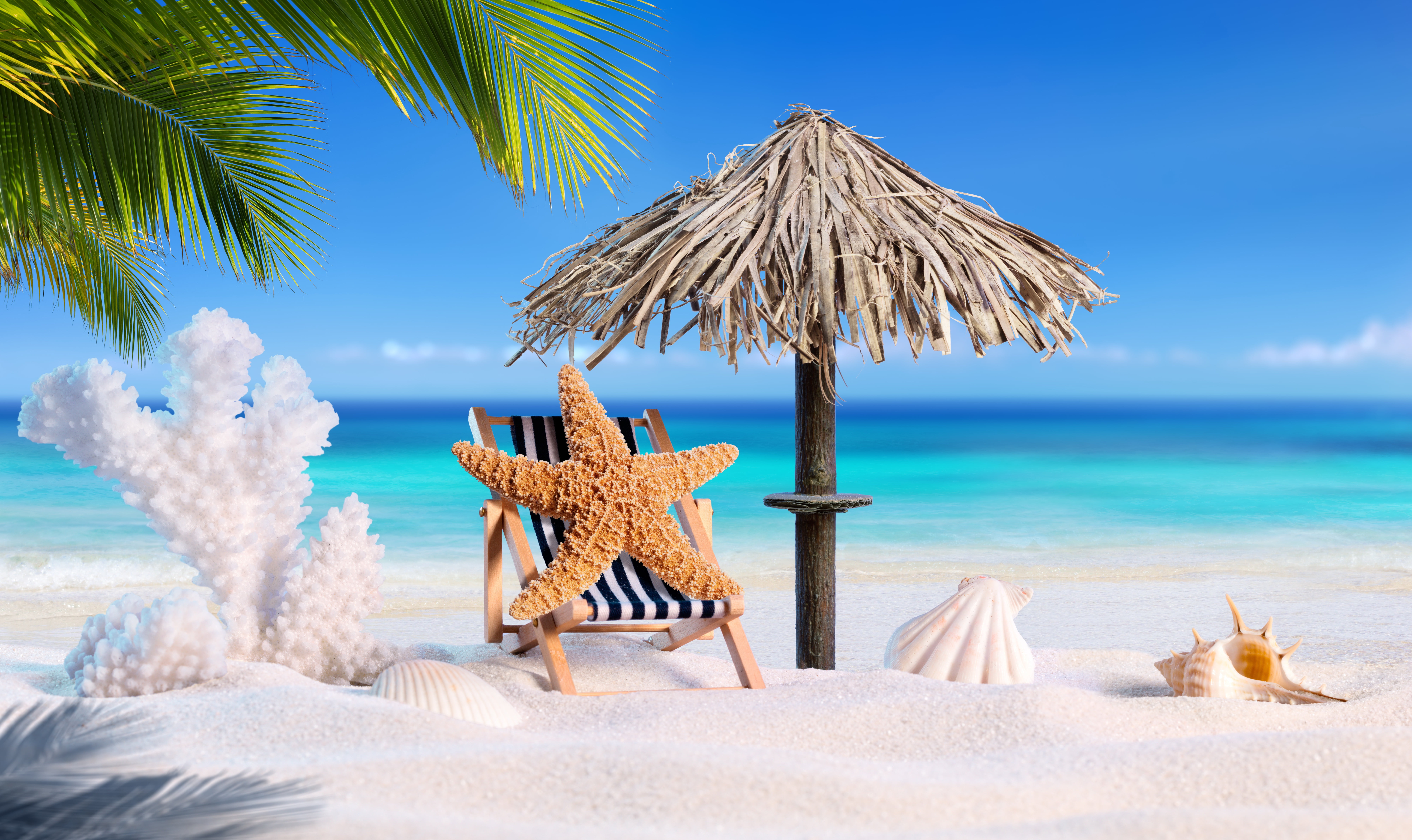 starfish, vacation, shell, seashells, 8K, sand, beach, summer, tropical, star, palms, sea, HD Wallpaper