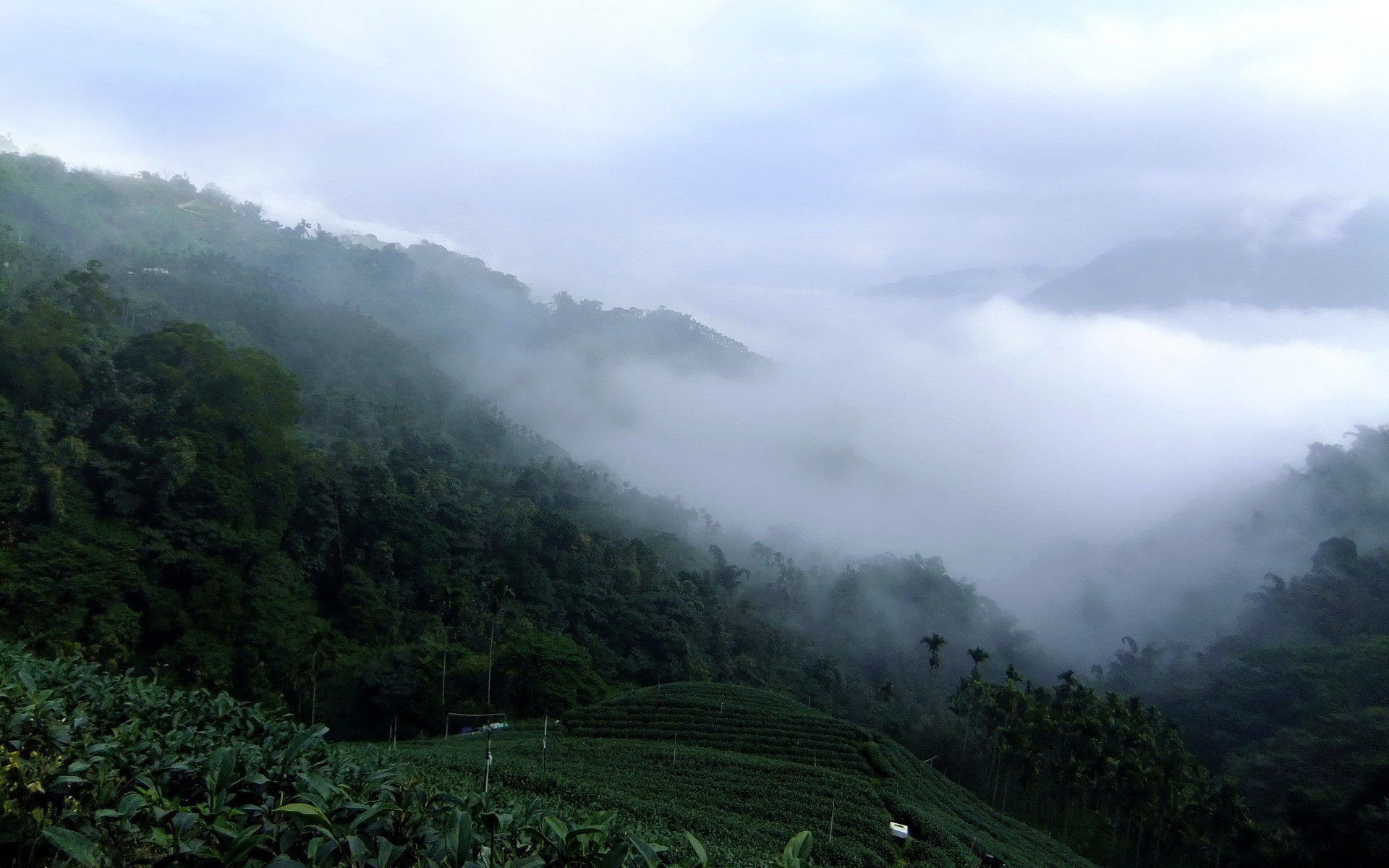 1080P, mountains, taiwan, landscapes, tea, clouds, nature, fields, HD Wallpaper