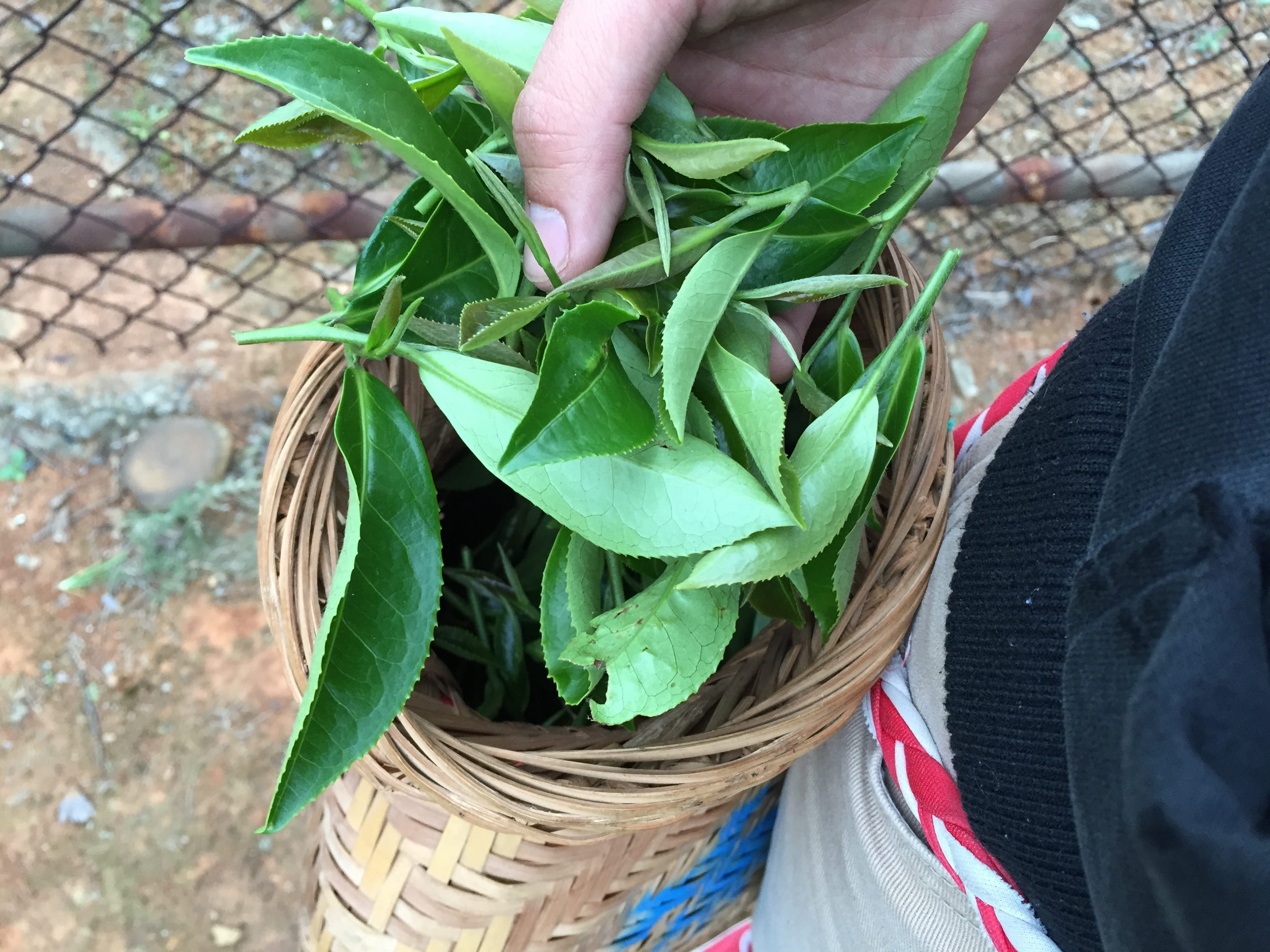 herb, high angle view, plant part, unrecognizable person, outdoors, one person, 2K, leaves, nature, finger, holding, basket, close-up, body part, tea, HD Wallpaper