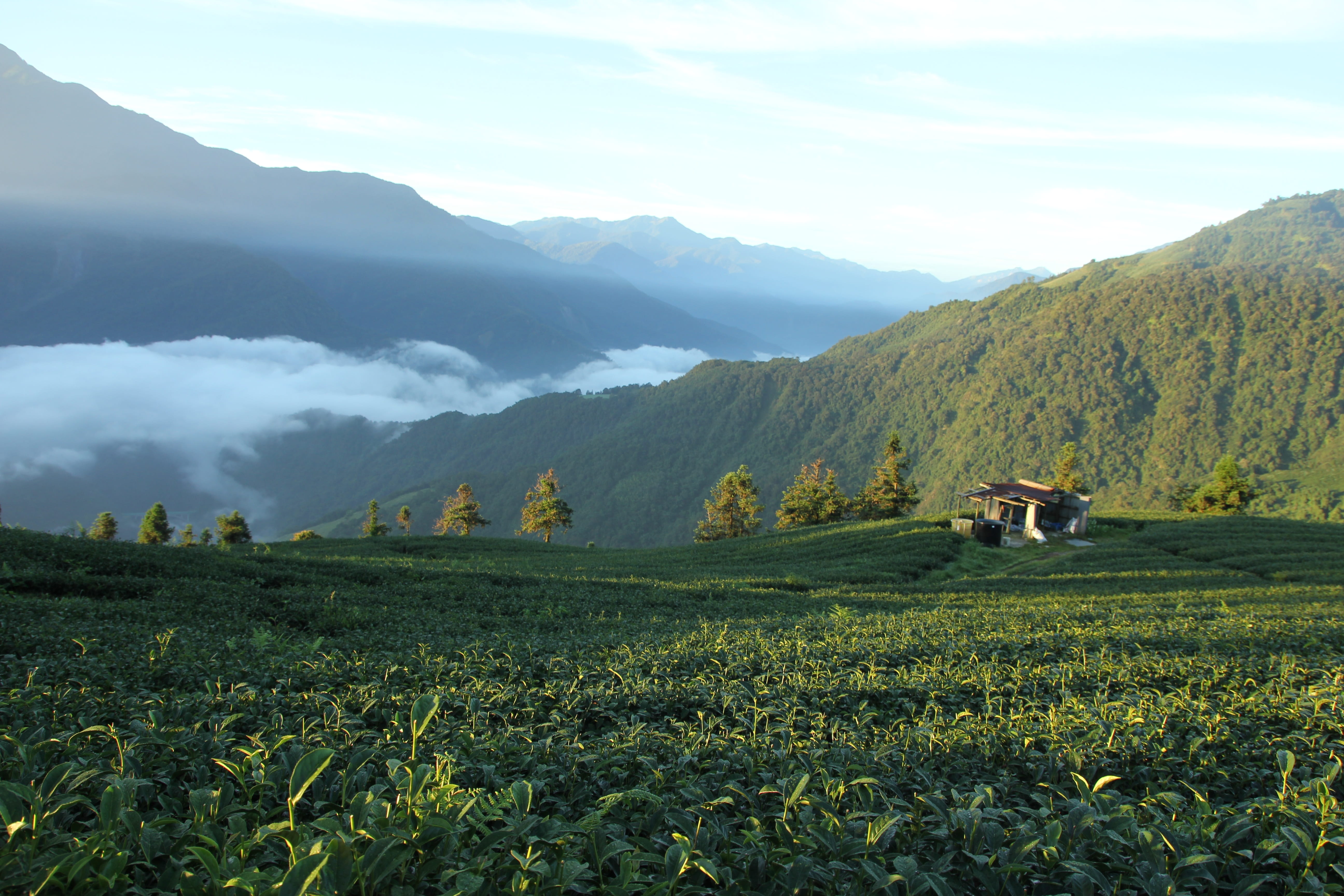 landscape, outdoors, wu world, Taiwan, nature, tranquility, agriculture, green color, beauty in nature, land, scenics - nature, no people, sky, cloud - sky, HD Wallpaper