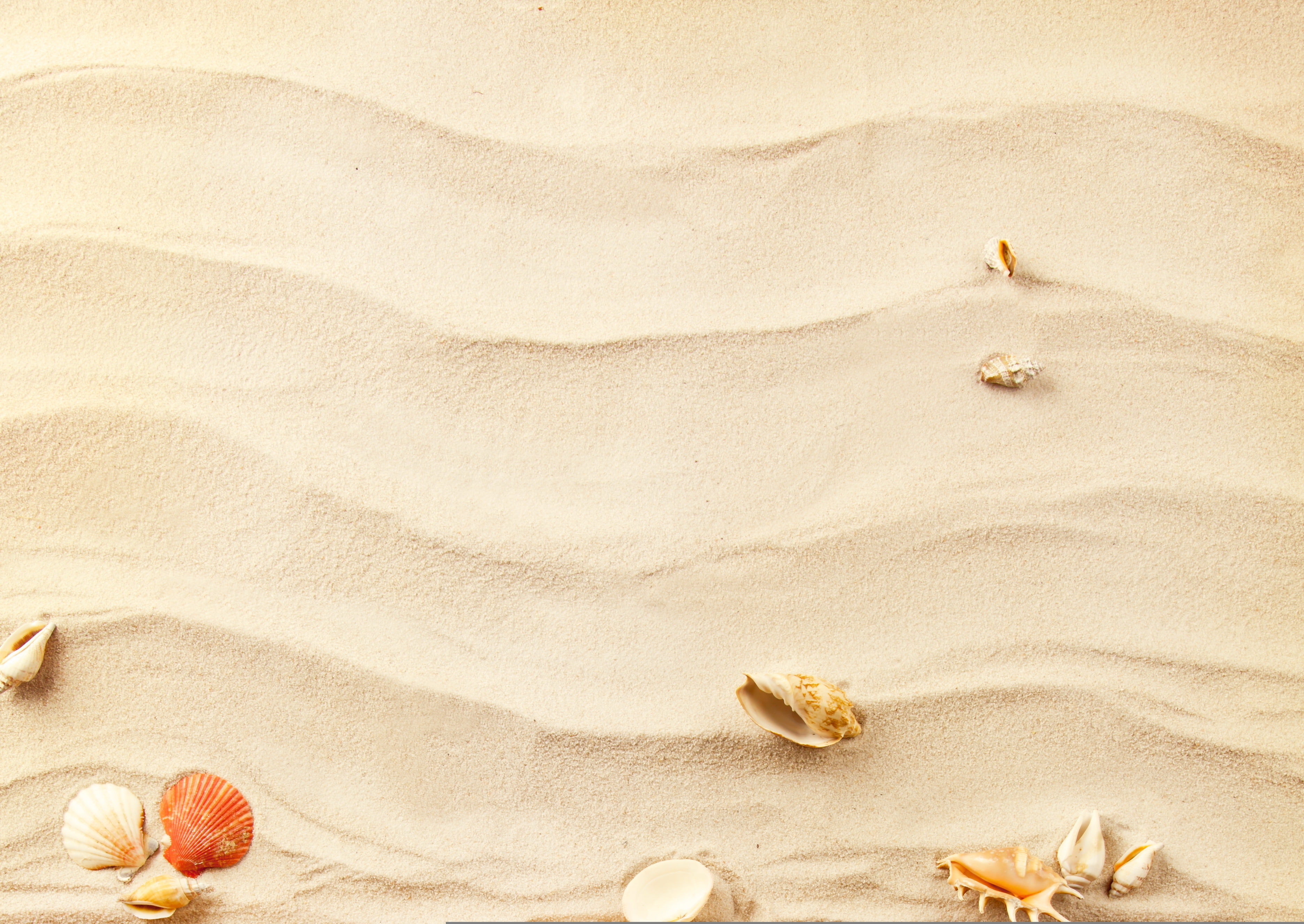 sea, land, pattern, beach, waves, wave, day, starfish, healthy eating, animal, 2K, sand, high angle view, shell, close-up, textile, backgrounds, beauty in nature, HD Wallpaper