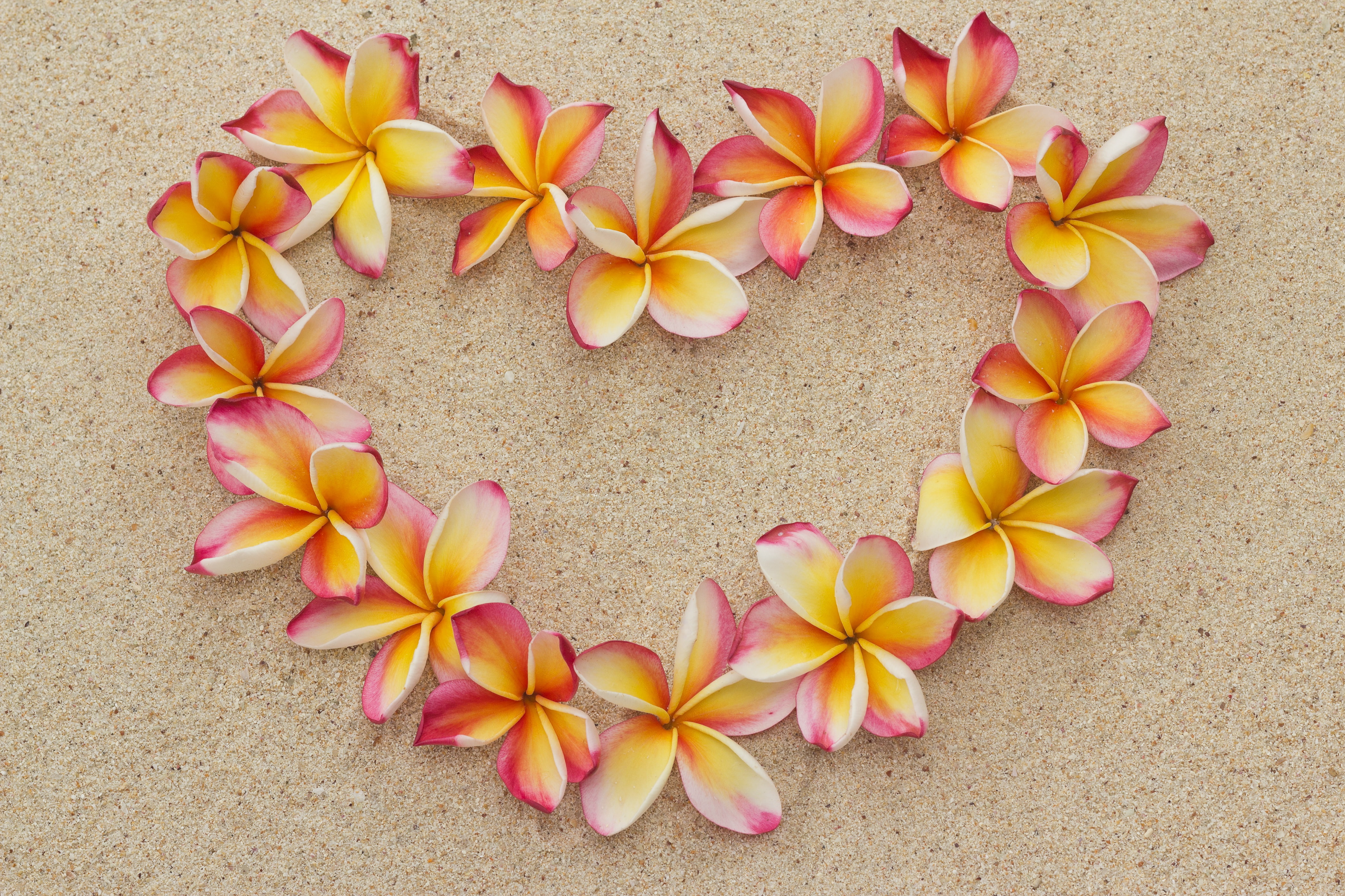 romantic, floral, heart, love, sand, flowers, 4K, beach, plumeria, HD Wallpaper