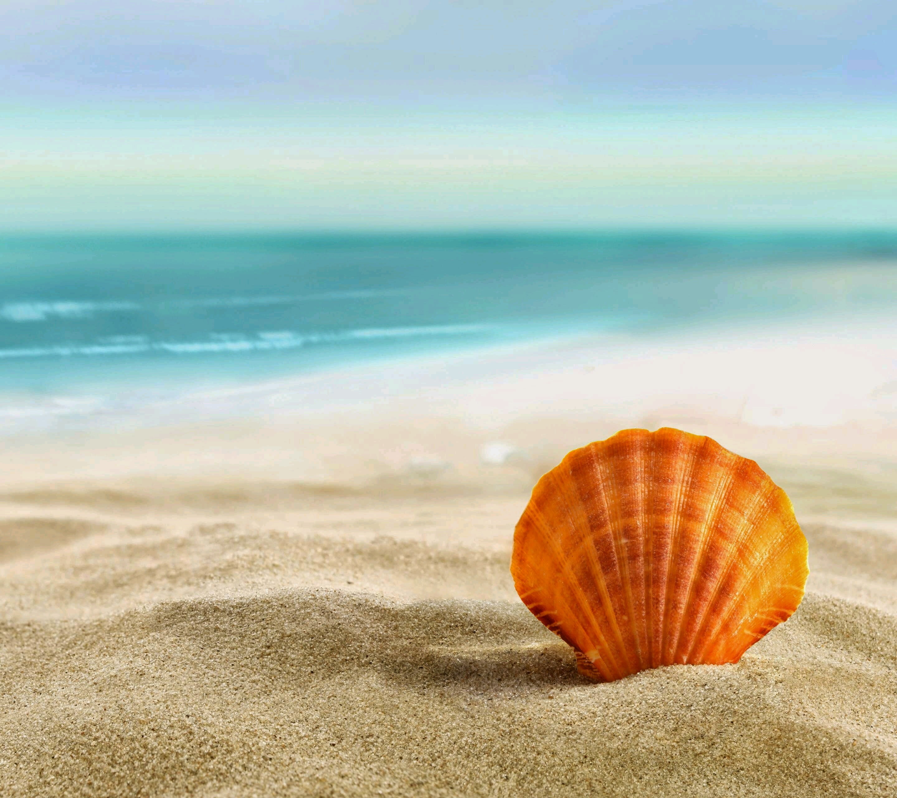 2K, shell, horizon over water, beauty in nature, outdoors, scenics - nature, horizon, animal shell, no people, orange color, land, nature, beach, sky, HD Wallpaper