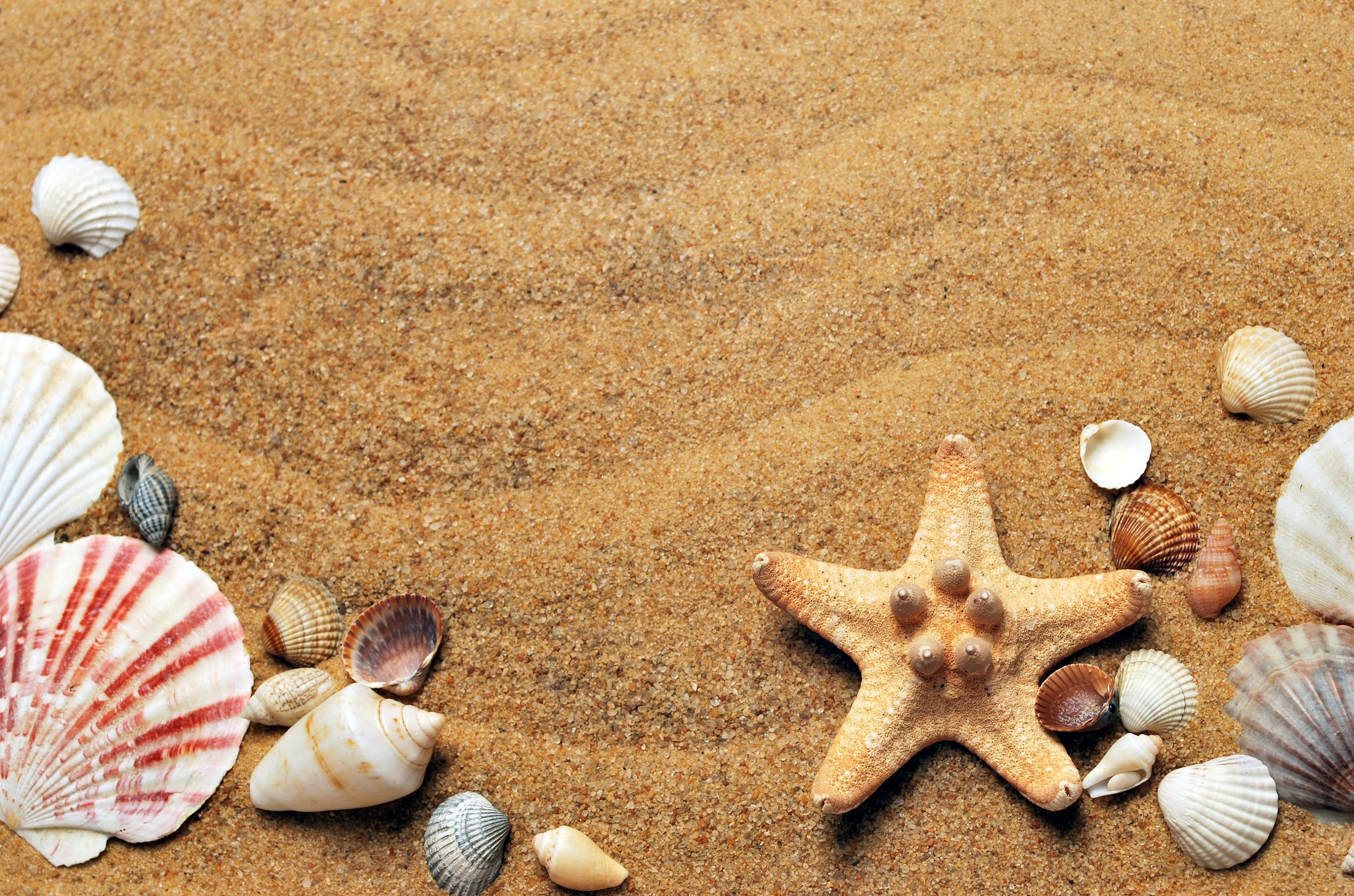 climate, shape, lifestyle, starfish, sun, seashells, marine, land, pebble, beach, pink, no people, animal themes, animal, wa, high angle view, coast, sea, HD Wallpaper