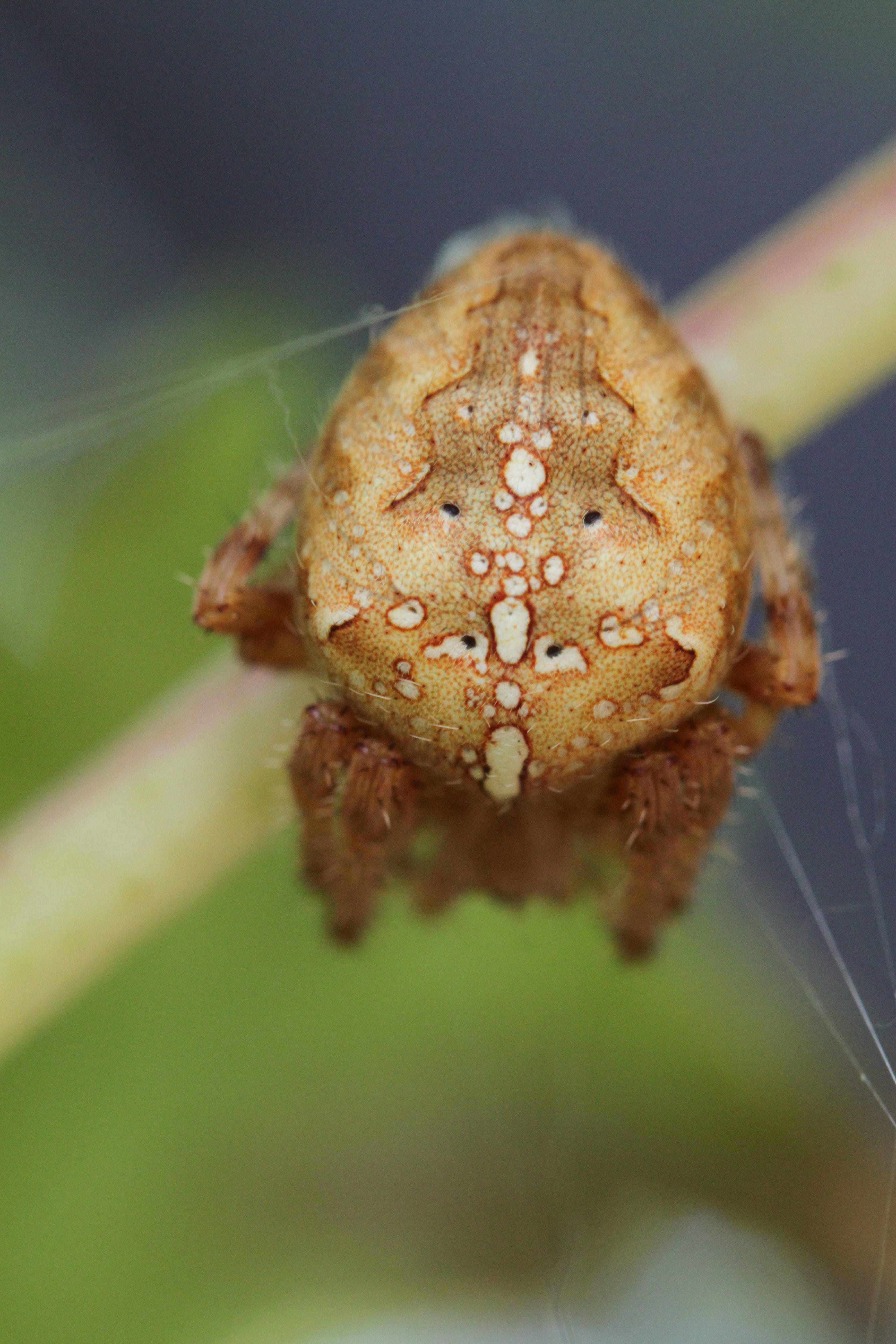focus on foreground, vulnerability, plant, waiting off, lauer position, persepktive, close-up, arachnaophobie, Insect, animals in the wild, lurking, Spin, Phone HD Wallpaper