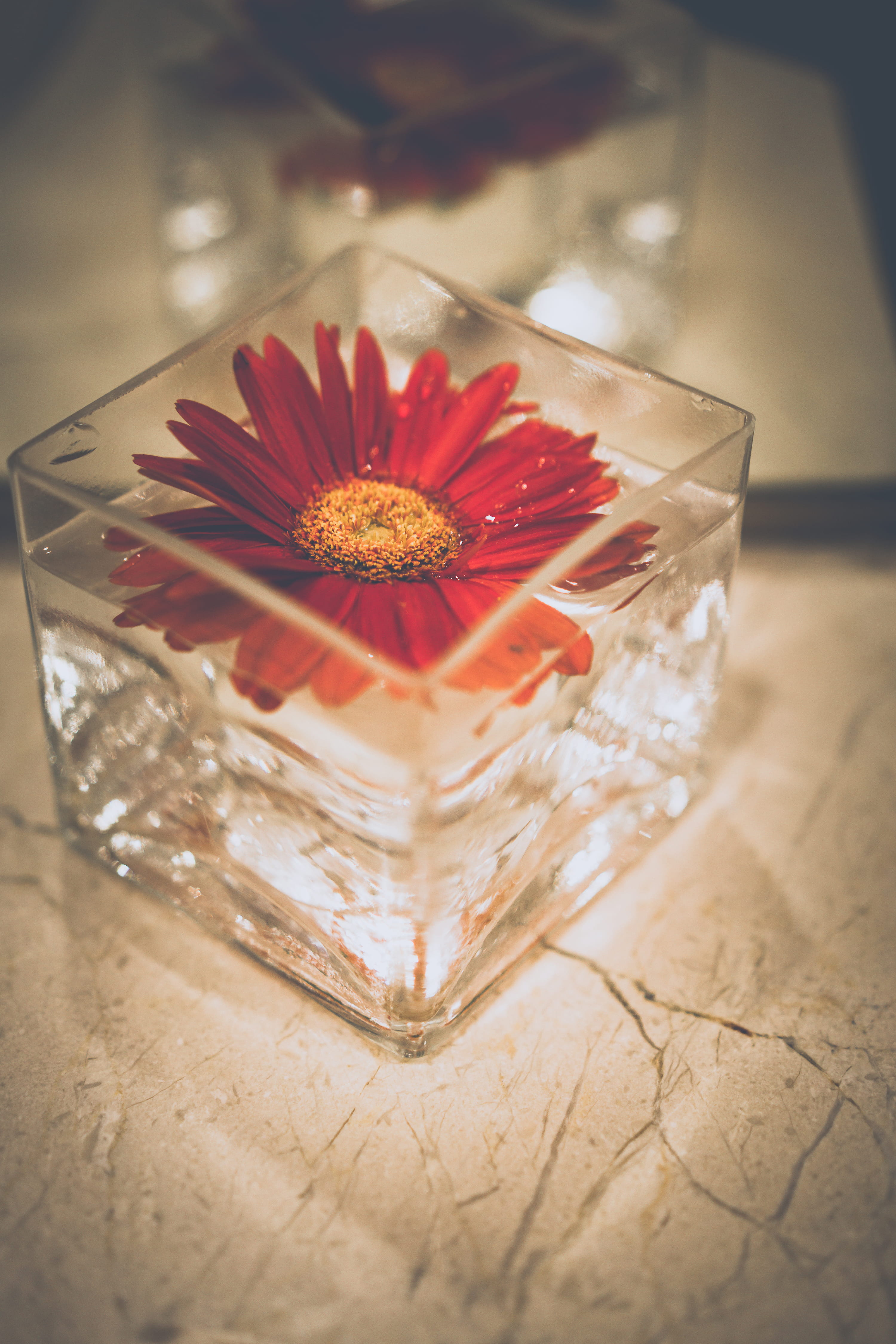 petals, photography, transparent, plant, flora, no people, blooming, glass, bloom, marble, blossom, beauty in nature, nature, glass - material, close -up, Phone HD Wallpaper