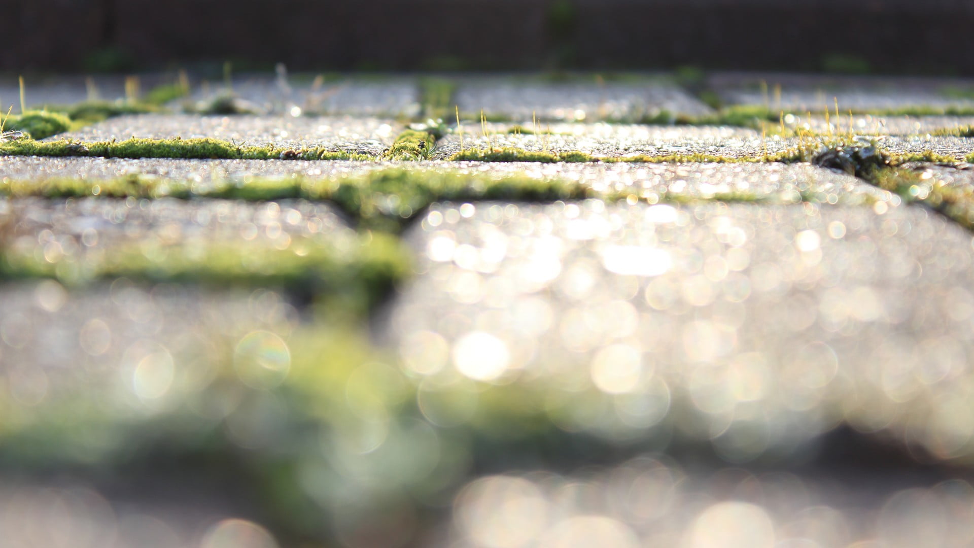 lush Foliage, formal Garden, tree, depth of field, summer, vulnerability, wet, field, season, sunlight, beauty in nature, botany, bokeh, 1080P, close-up, HD Wallpaper
