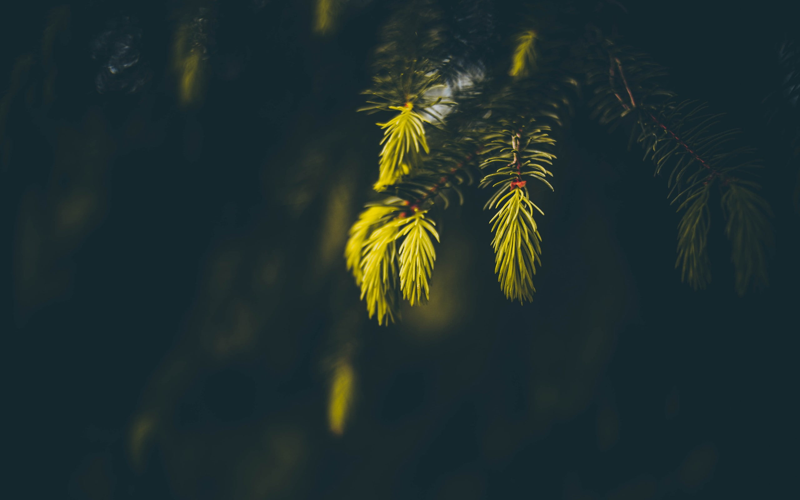 blurred, depth of field, photography, sunlight, macro, nature, spruce, 2K, HD Wallpaper