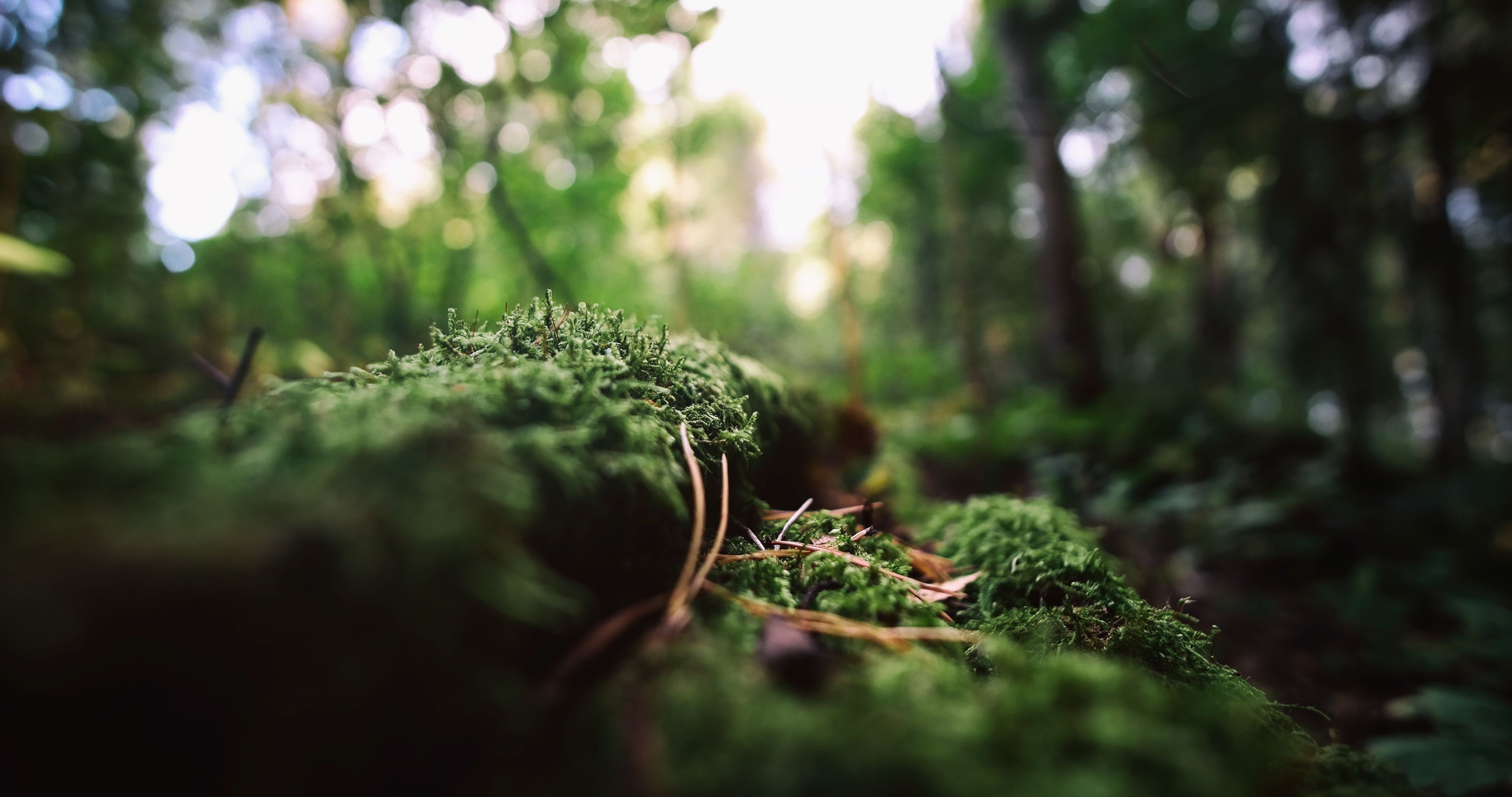 dead trees, macro, 4K, bokeh, moss, nature, depth of field, blurred, HD Wallpaper
