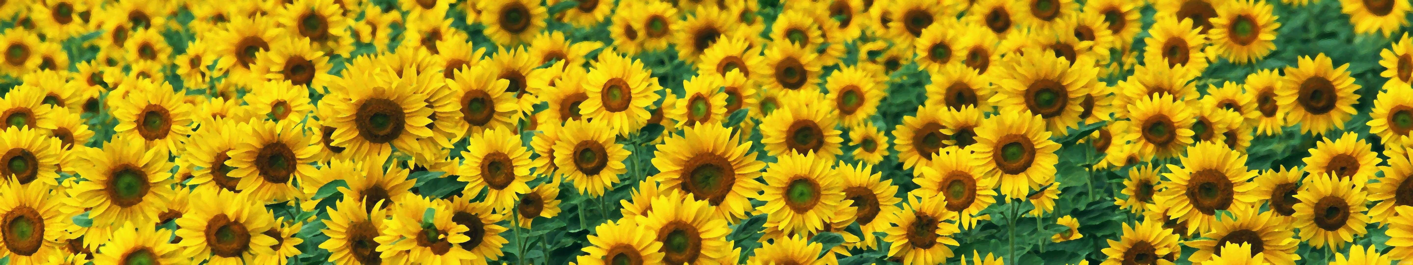 5K, multi, tournesol, flower, flowers, multiple, fleurs, monitor, sunflower, fleur, triple, screen, HD Wallpaper