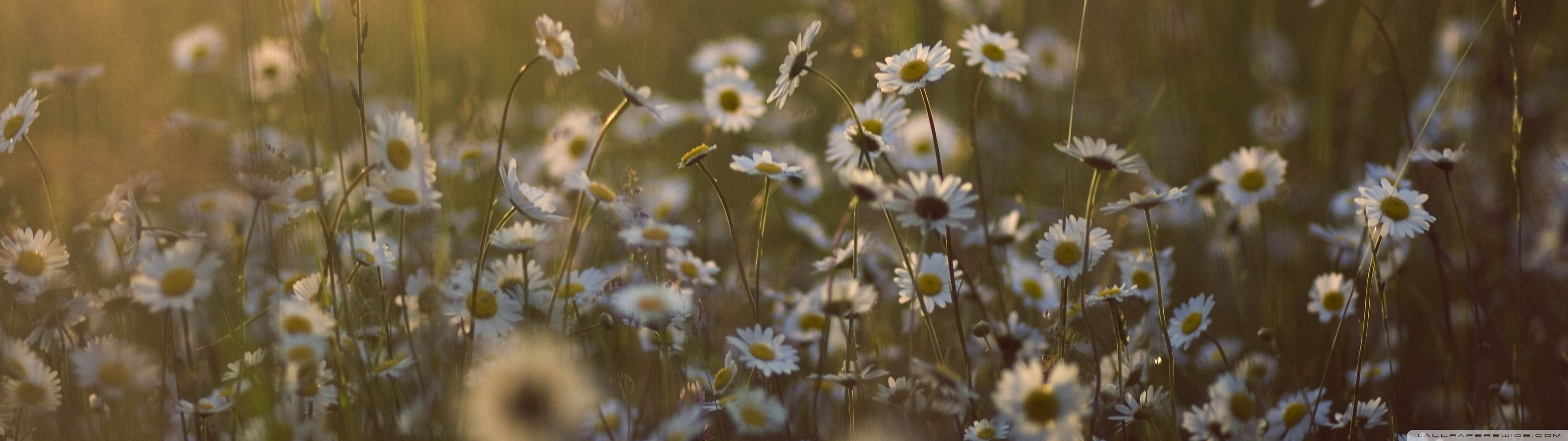 flowers, fleur, multiple, fleurs, screen, blanc, white, flower, dual, blanche, 4K, monitor, multi, HD Wallpaper