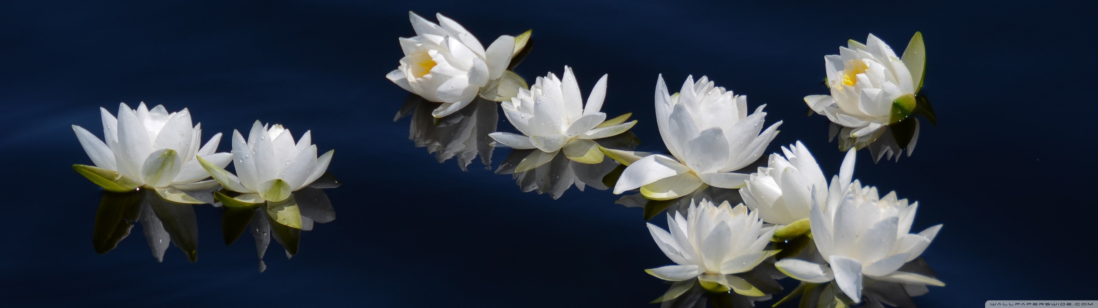white, flowers, monitor, 4K, screen, fleur, multi, dual, multiple, blanc, fleurs, blanche, flower, HD Wallpaper