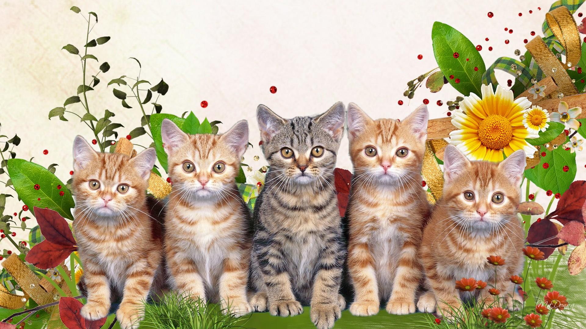 grass, faces, animals, kitten, sweet, kitty, 1080P, fleur, spring, feline, sunflower, summer, flowers, lawn, HD Wallpaper