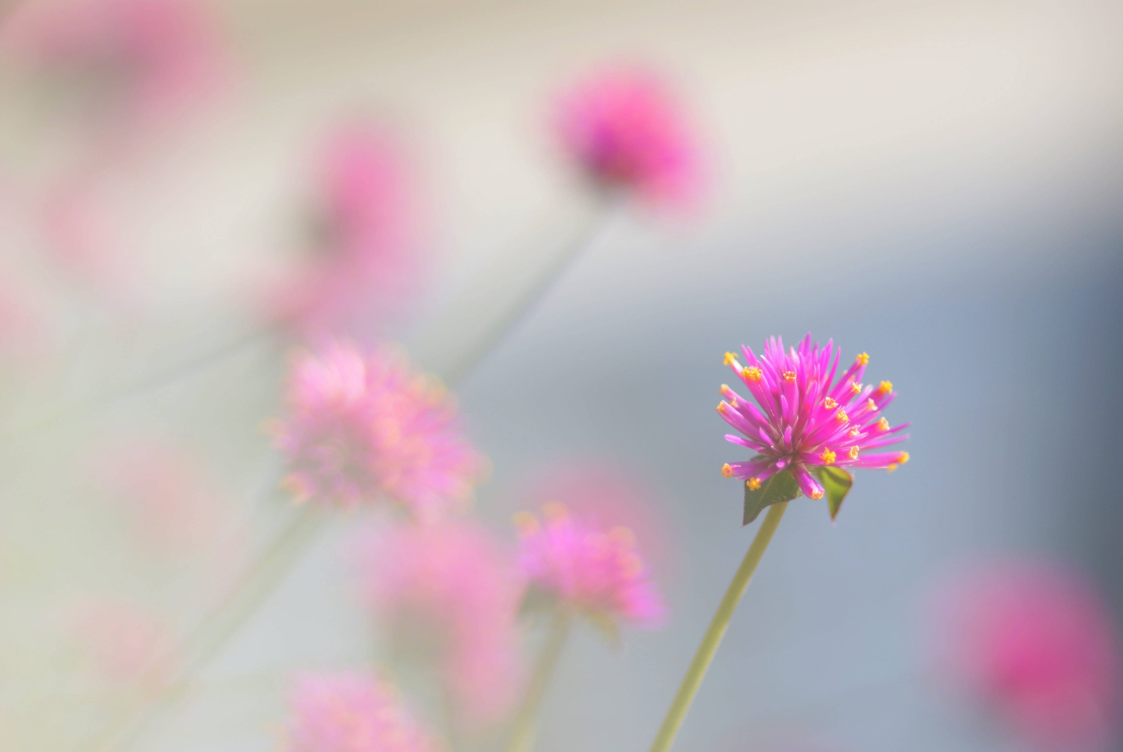 nature, 4K, flower, photo, illustration, pink Color, doux, fleur, purple, summer, yellow, plant, pastel, HD Wallpaper