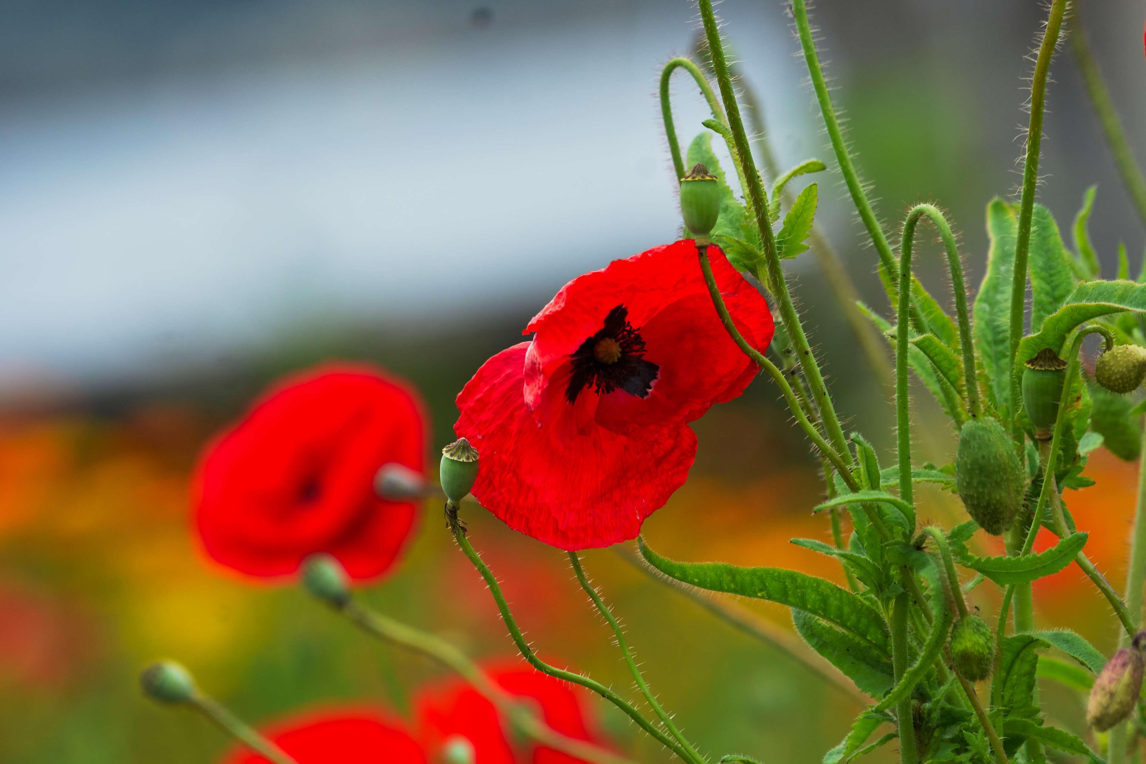 pollination, animal wildlife, champs, no people, poppy, plant, coquelicots, fleurs rouges, fleurs, beauty in nature, close-up, animals in the wild, one animal, HD Wallpaper