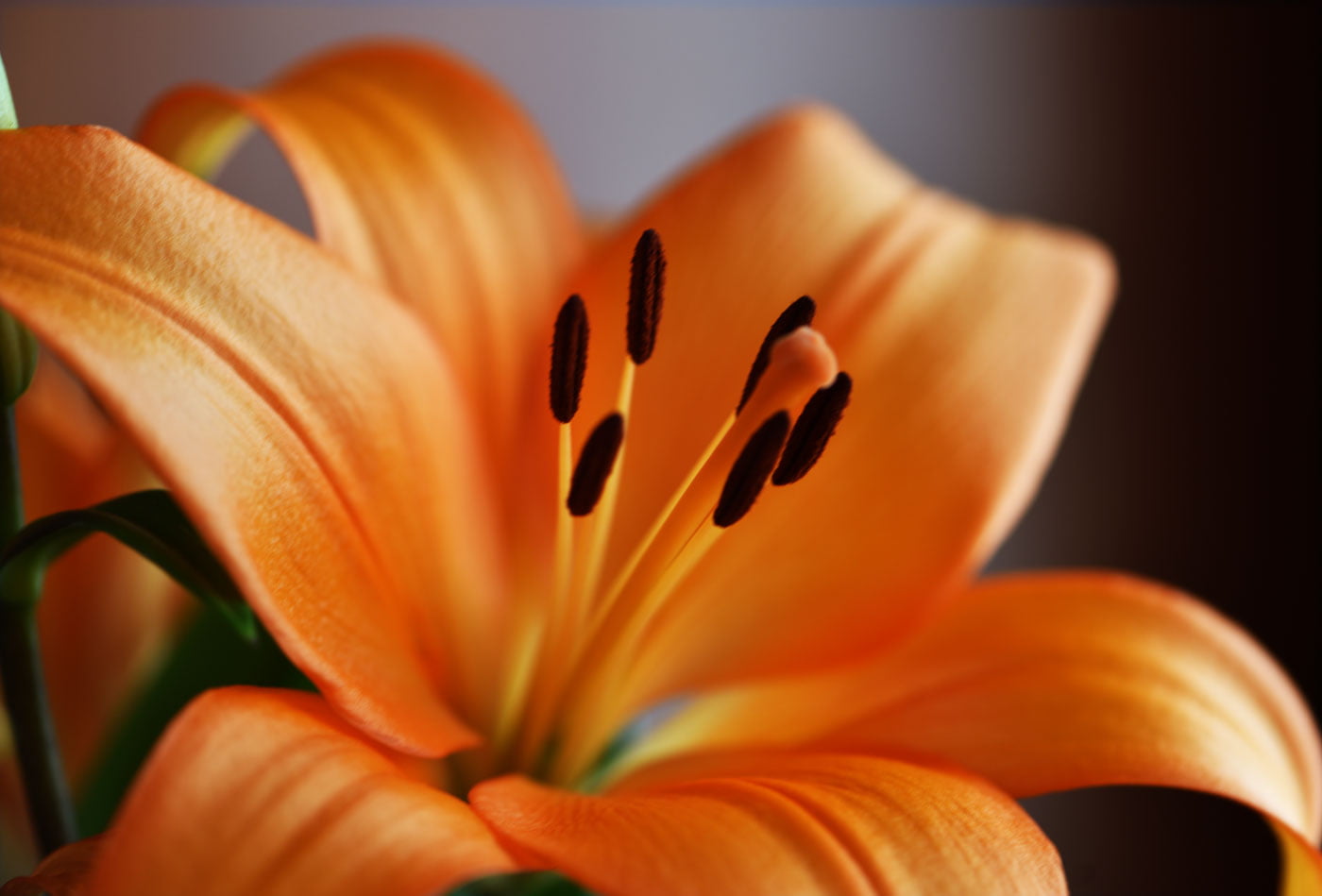 close-up, 720P, petal, Lilium, Fineness, Plant, Lily, nature, yellow, orange flower, orange, flower, Quinta, Fleur de lys, HD Wallpaper