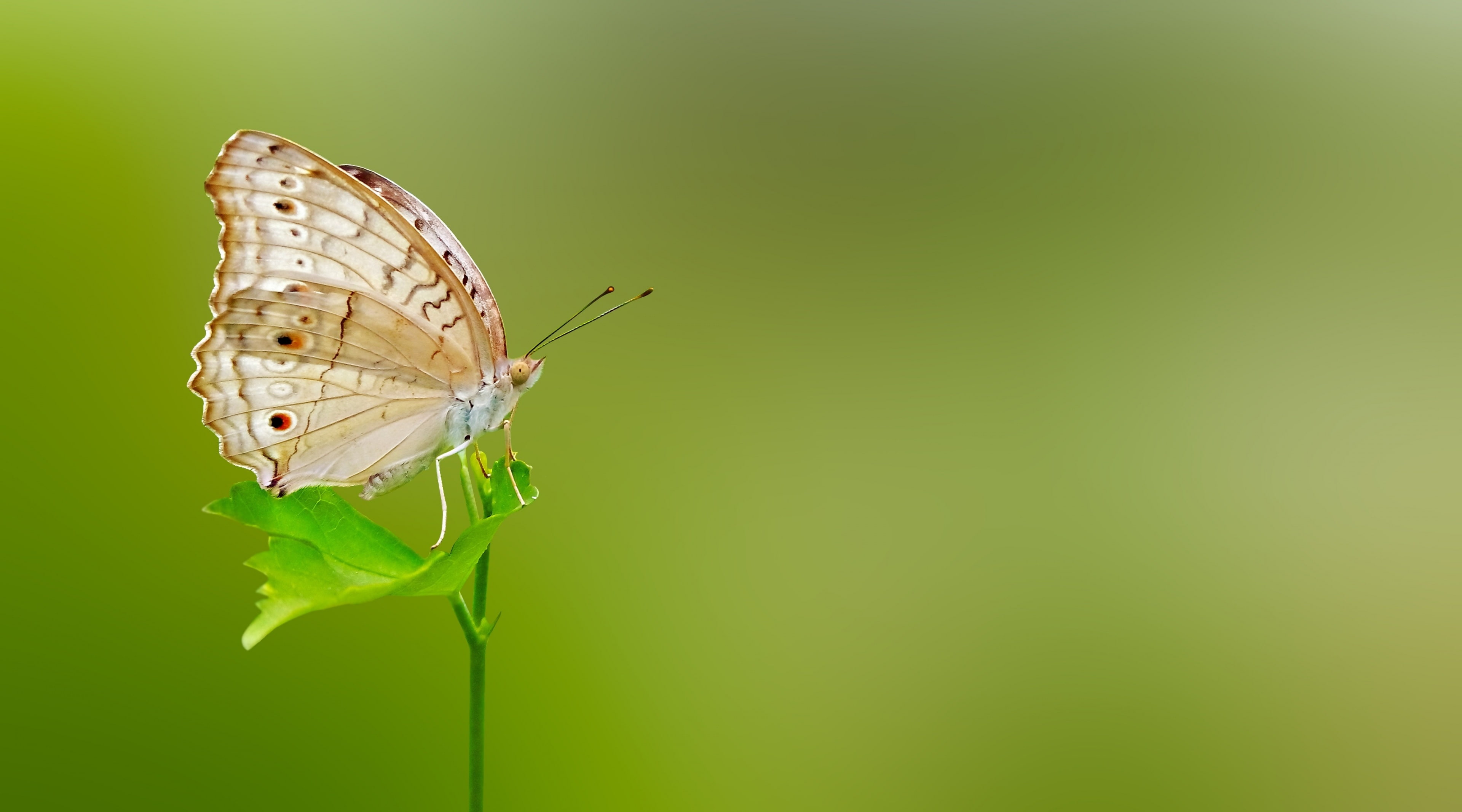 close-up, insect, Spring, Butterfly, butterfly - insect, one animal, Travel, animal wing, macrophotography, copy space, animal wildlife, background, green color, HD Wallpaper