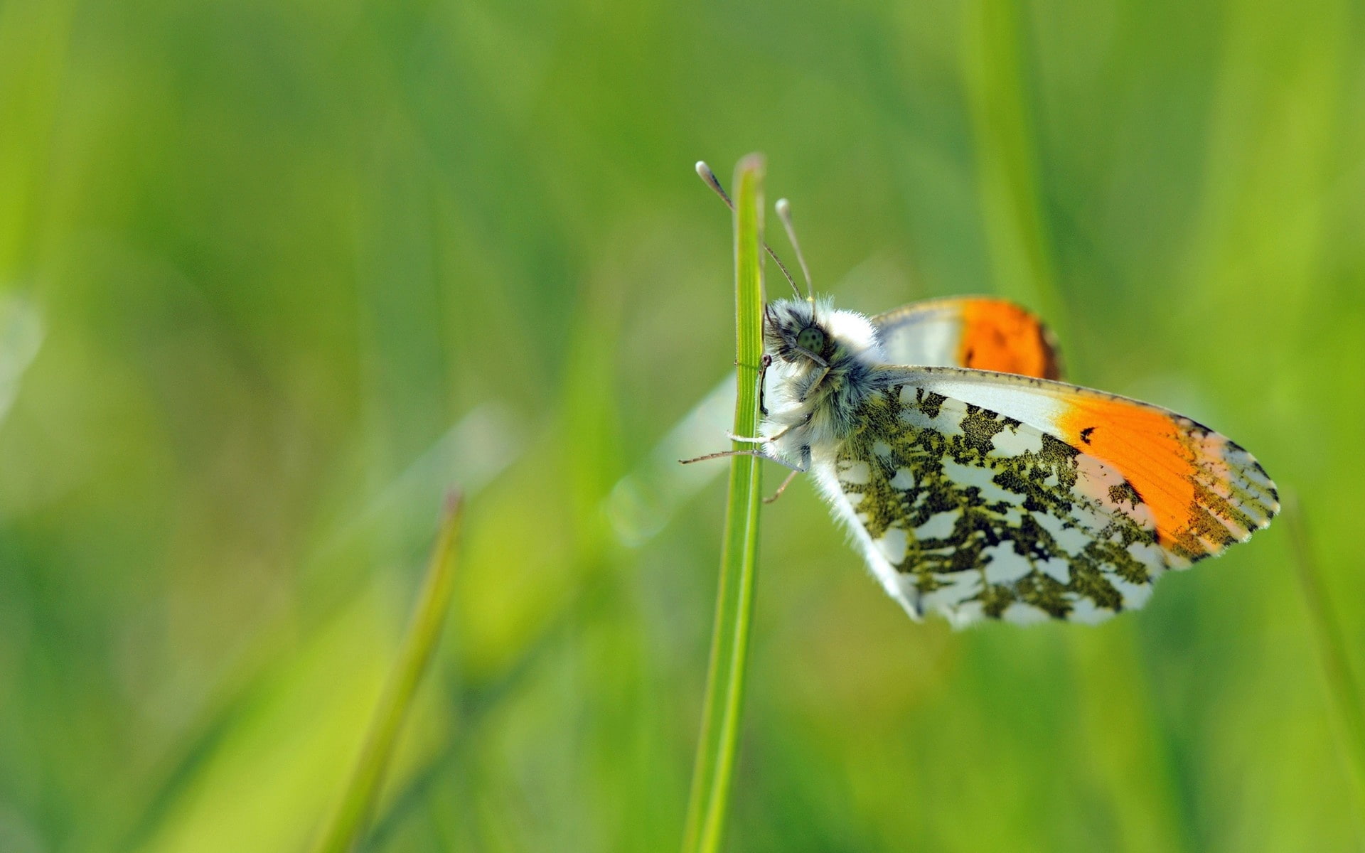 brown, moth, Green, 1080P, Grass, white, Butterfly, Background, orange, HD Wallpaper