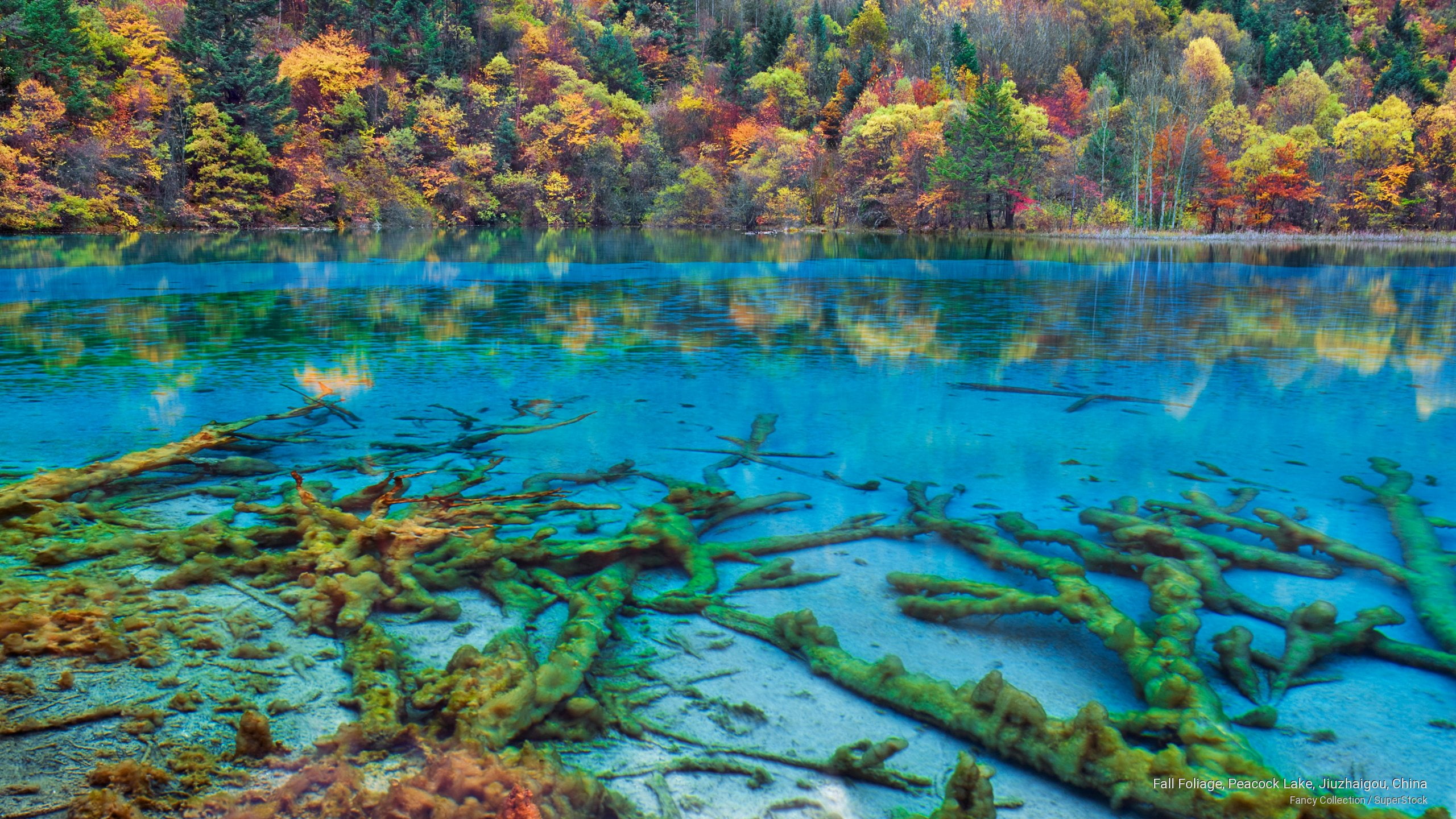 fall, foliage, jiuzhaigou, china, Asia, peacock, lake, 2K, HD Wallpaper