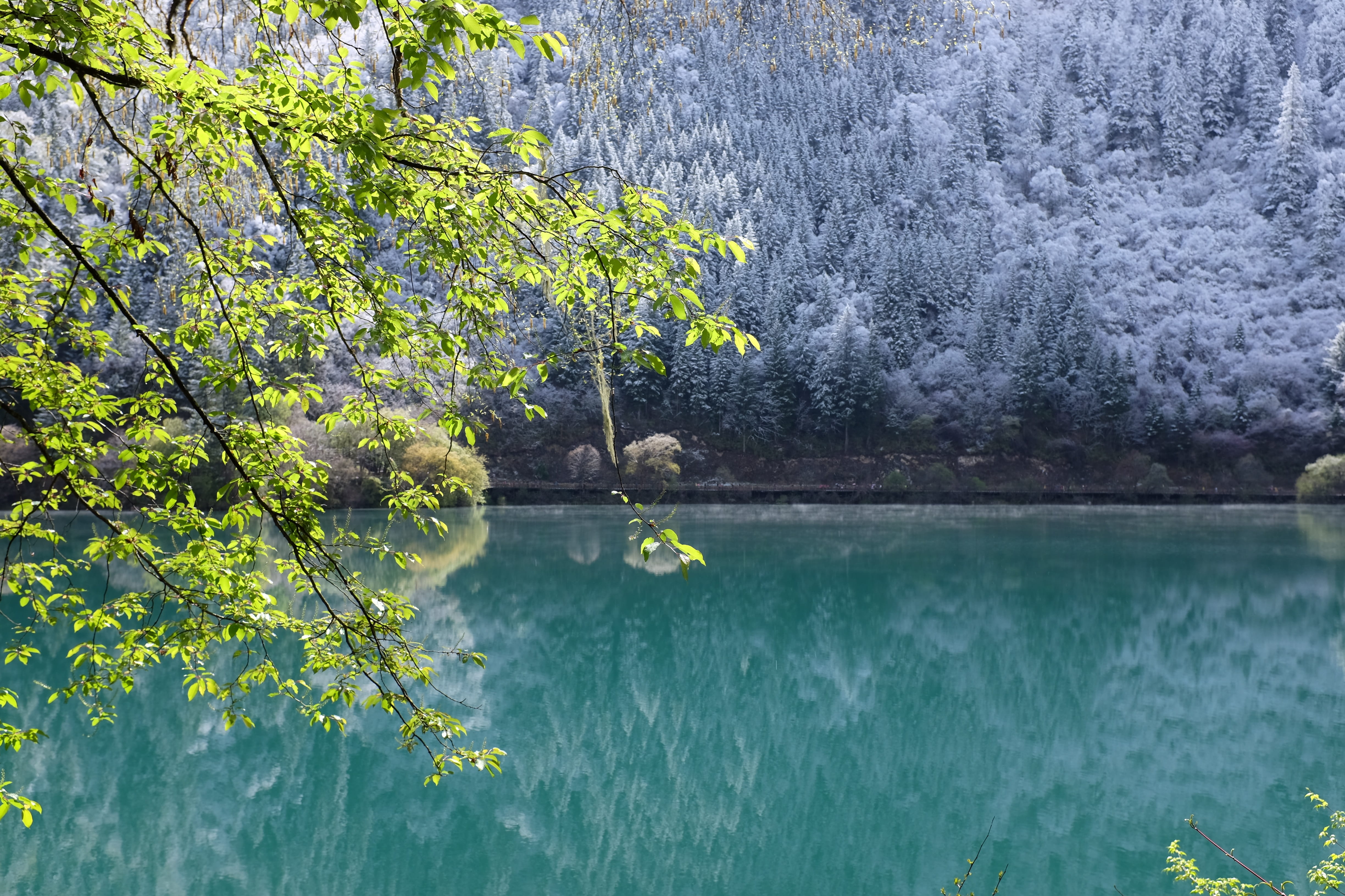 plant, lake, tranquility, green color, day, water, forest, the scenery, animal, jiuzhaigou, non-urban scene, outdoors, china, scenics - nature, tree, reflection, HD Wallpaper