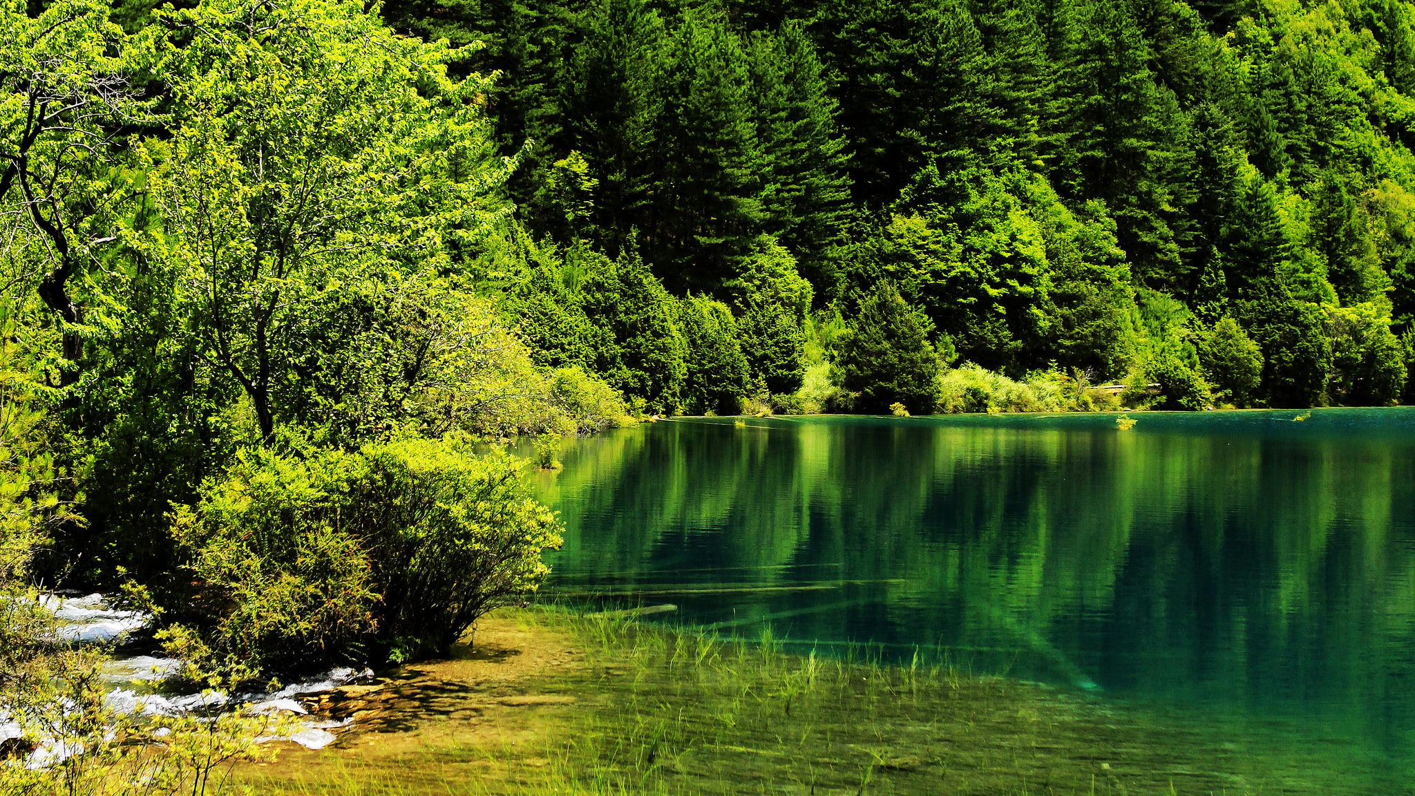 Jiuzhaigou National Park, tree, China, 1080P, tranquility, land, reflection, foliage, Park, idyllic, green color, no people, water, non-urban scene, greens, HD Wallpaper