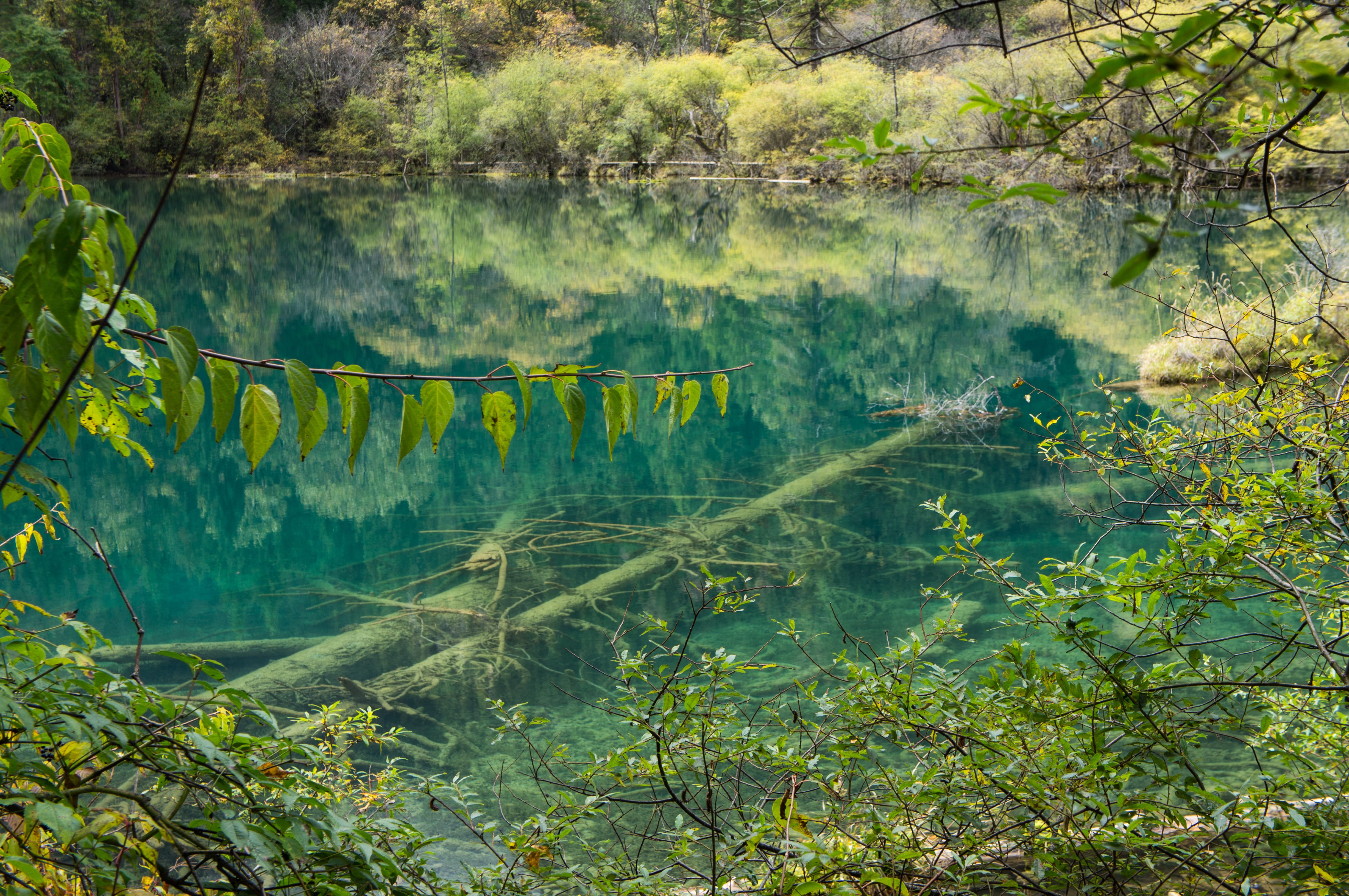 nature, no people, non-urban scene, forest, green color, scenics - nature, land, idyllic, Jiuzhaigou, 4K, beauty in nature, plant, growth, National Park, HD Wallpaper