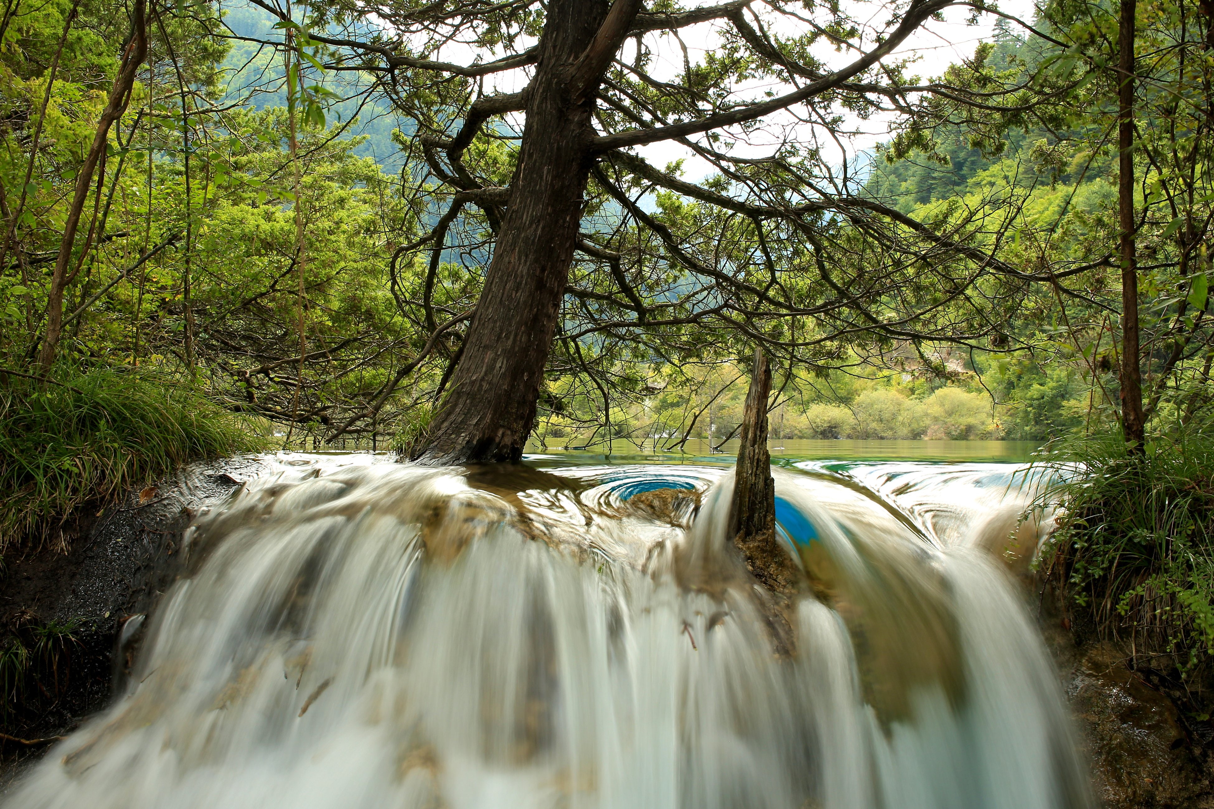 tree, nature, jiuzhaigou, 4K, waterfalls, national, trunk, park, parks, china, HD Wallpaper