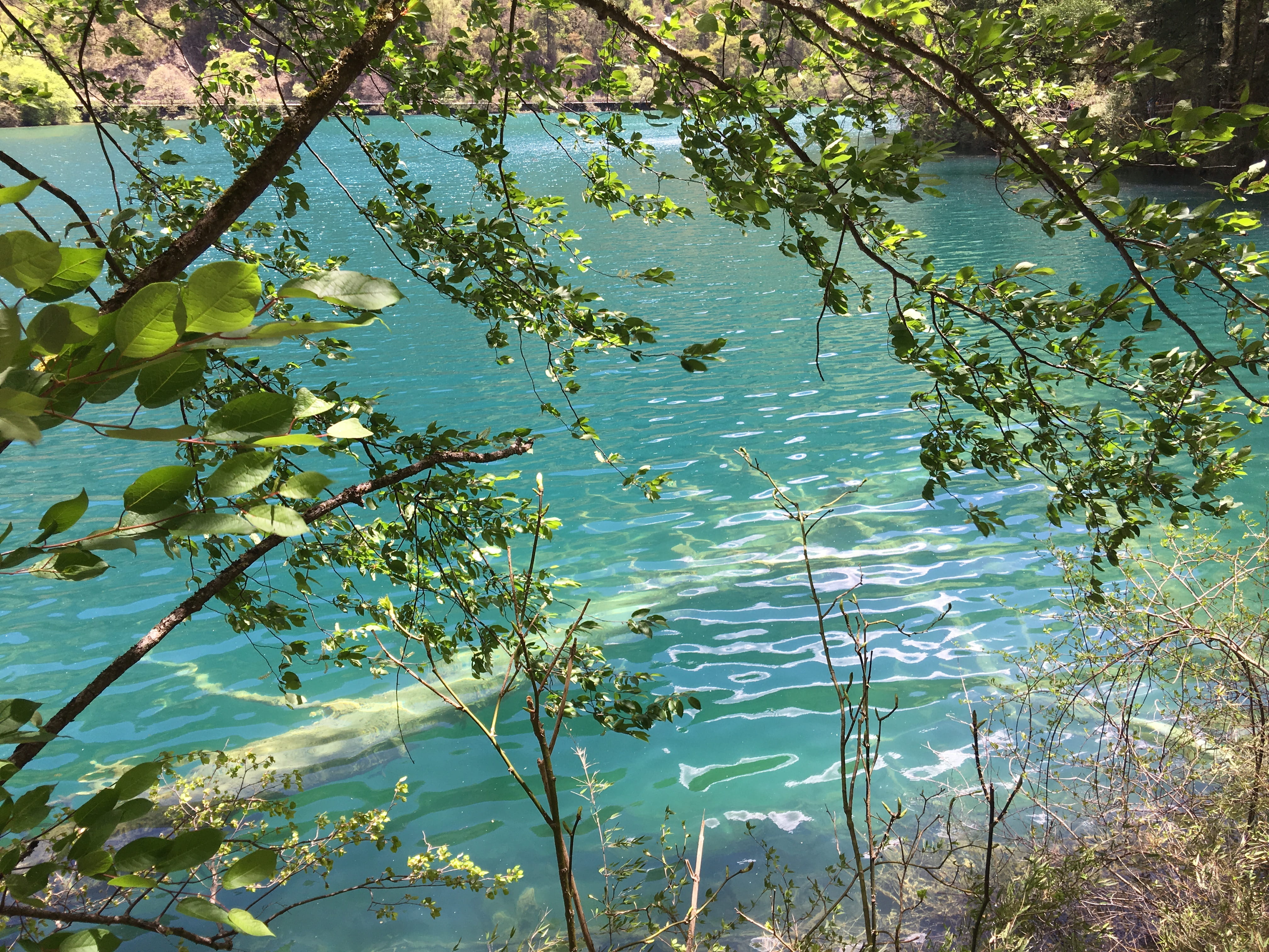 tree, reflection, beauty In Nature, forest, Jiuzhaigou, no People, outdoors, plant, sunlight, 4K, sub-sea, tranquility, nature, Sea, high angle view, tranquil Scene, HD Wallpaper