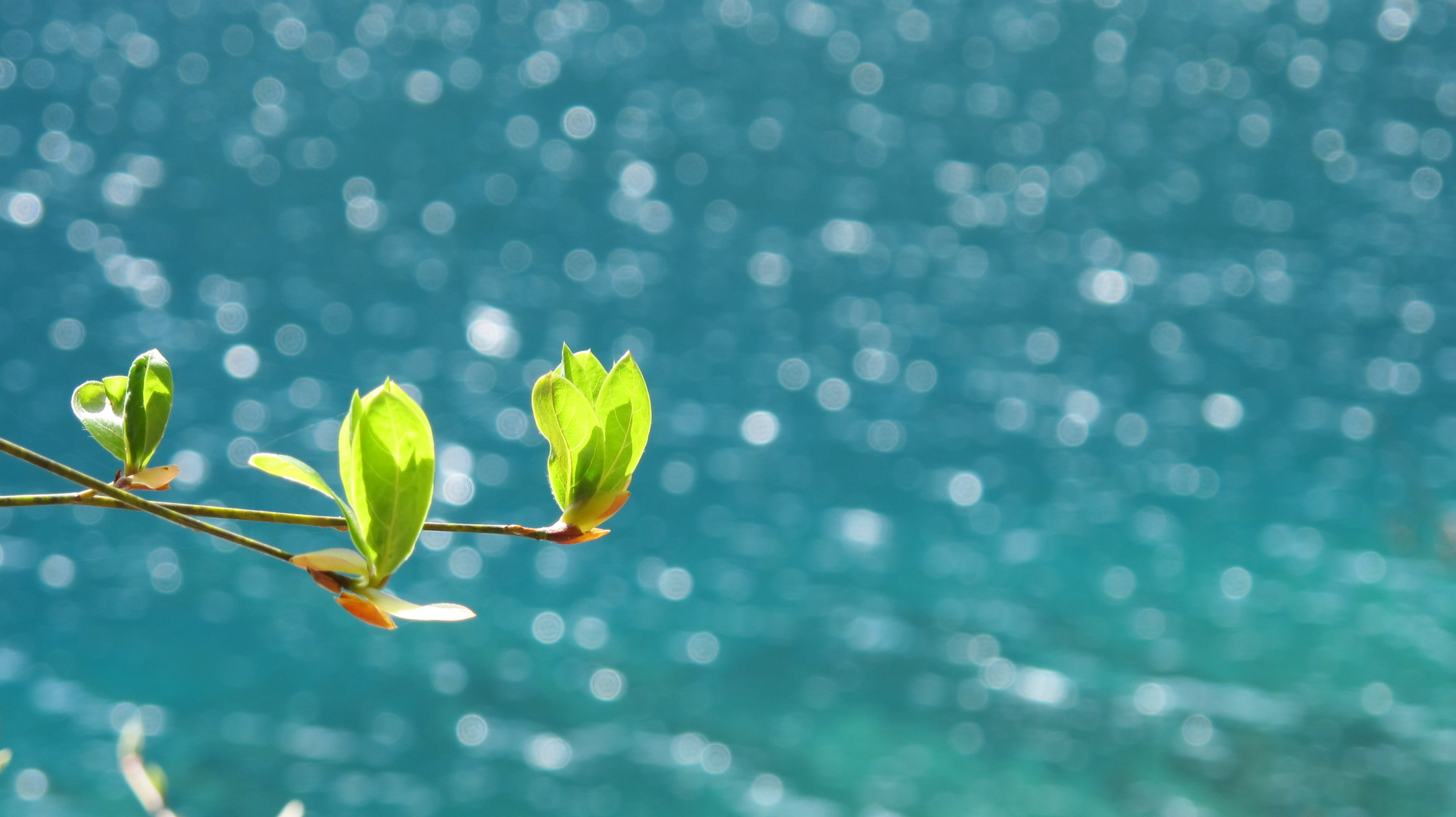 leaf, focus on foreground, plant part, focus, section, sea, shallow, plant, leafs, young, outdoors, springtime, day, green, close-up, jiuzhaigou, tree, HD Wallpaper