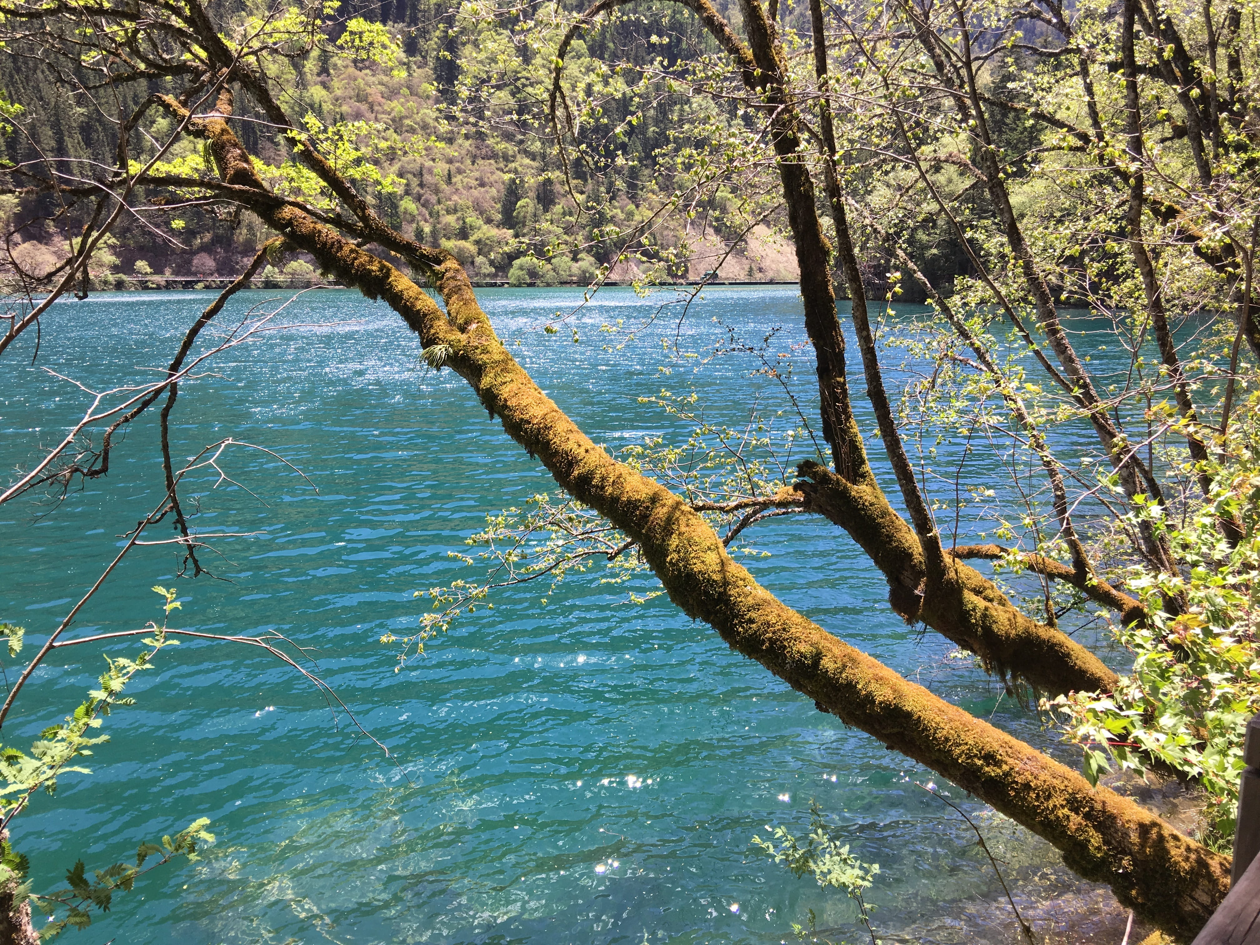 growth, day, Sub, Jiuzhaigou, beauty in nature, lake, tranquil scene, non-urban scene, trunk, tree, water, plant, branch, tree trunk, 4K, sub-sea, idyllic, HD Wallpaper