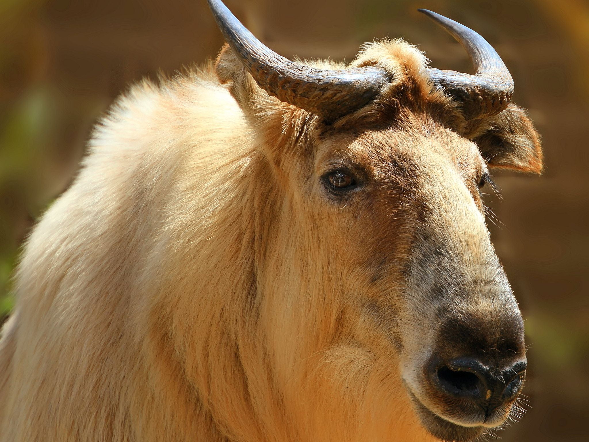 snout, mammal, takin, no people, domestic, vertebrate, livestock, one animal, portrait, animal eye, animal head, brown, 1080P, horns, outdoors, domestic animals, HD Wallpaper