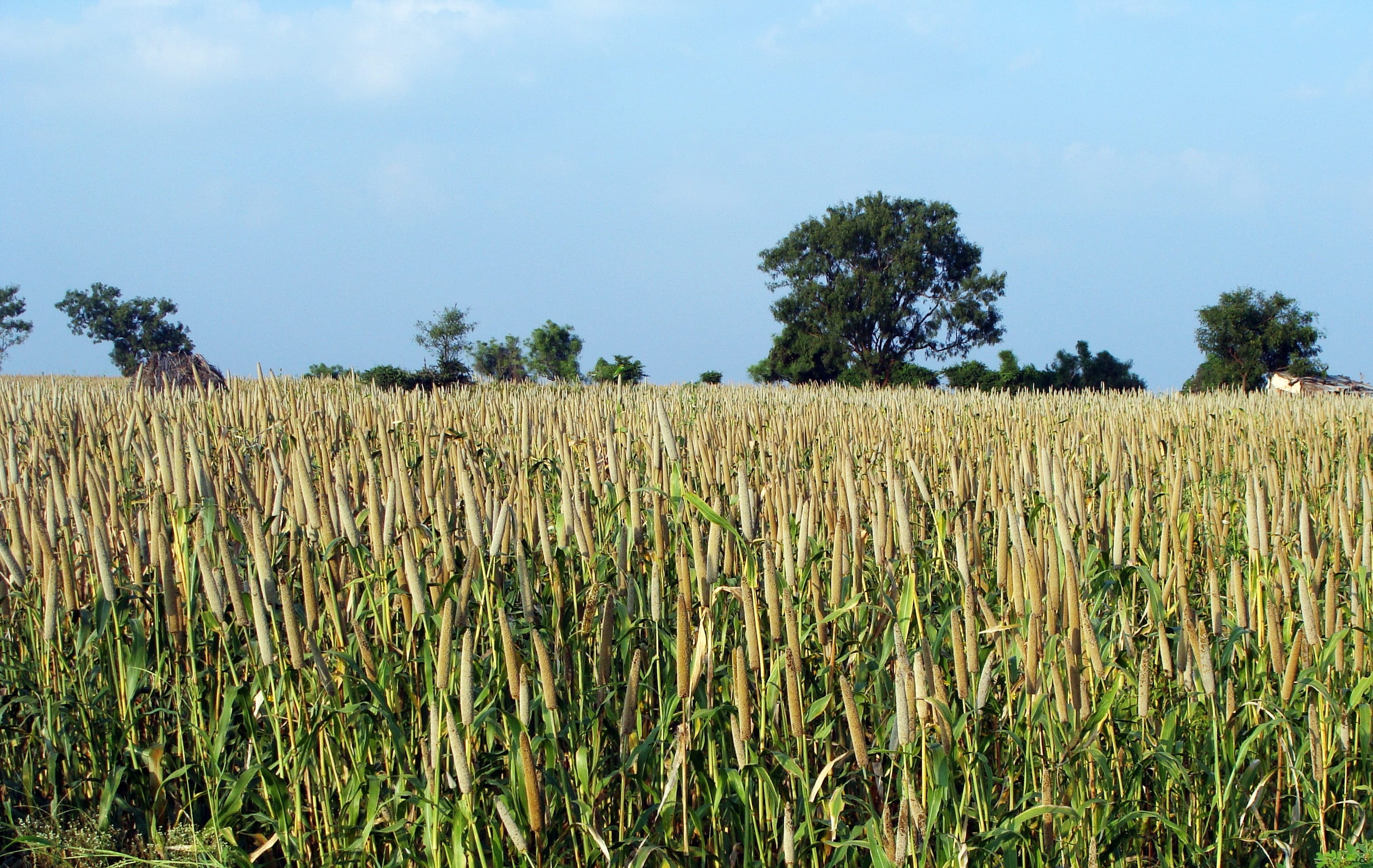 nature, farm, raichur, environment, lingsugur, beauty in nature, industry, Bajra, Cultivation, tranquility, karnataka, landscape, 2K, india, crop, growth, HD Wallpaper