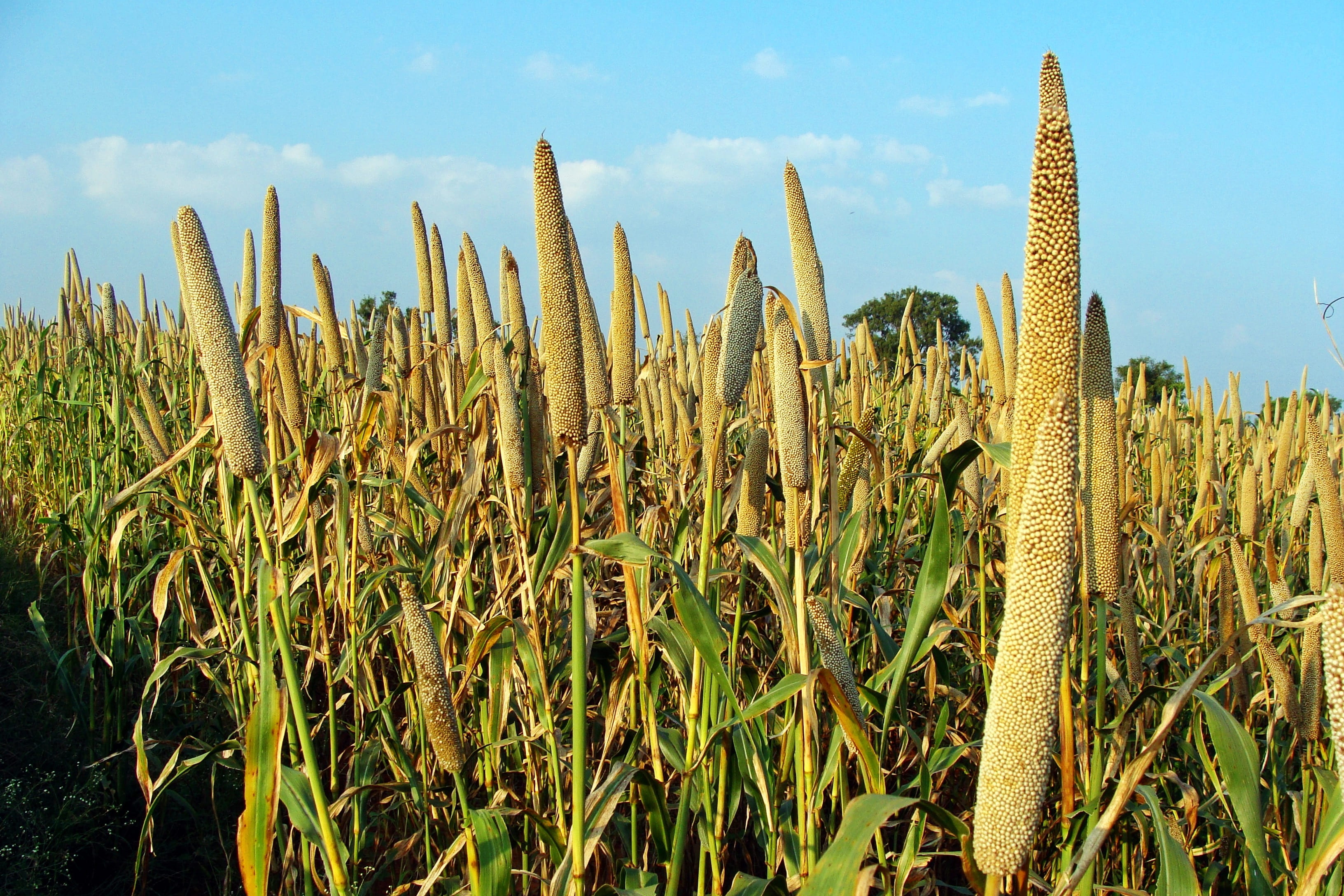 cereal Plant, Bajra, karnataka, focus on foreground, day, india, growth, sky, agriculture, food, beauty in nature, 2K, scenics - nature, field, sunlight, HD Wallpaper