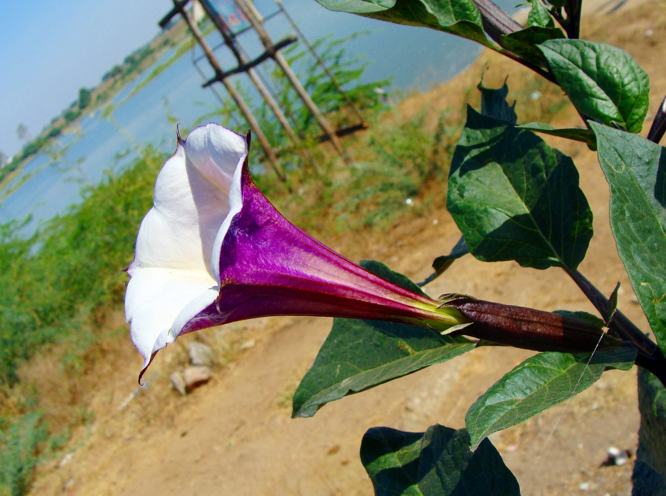 no people, day, 2K, datura, karnataka, flower head, raichur, inflorescence, plant part, freshness, flower, leaf, close-up, outdoors, nature, plant, growth, HD Wallpaper