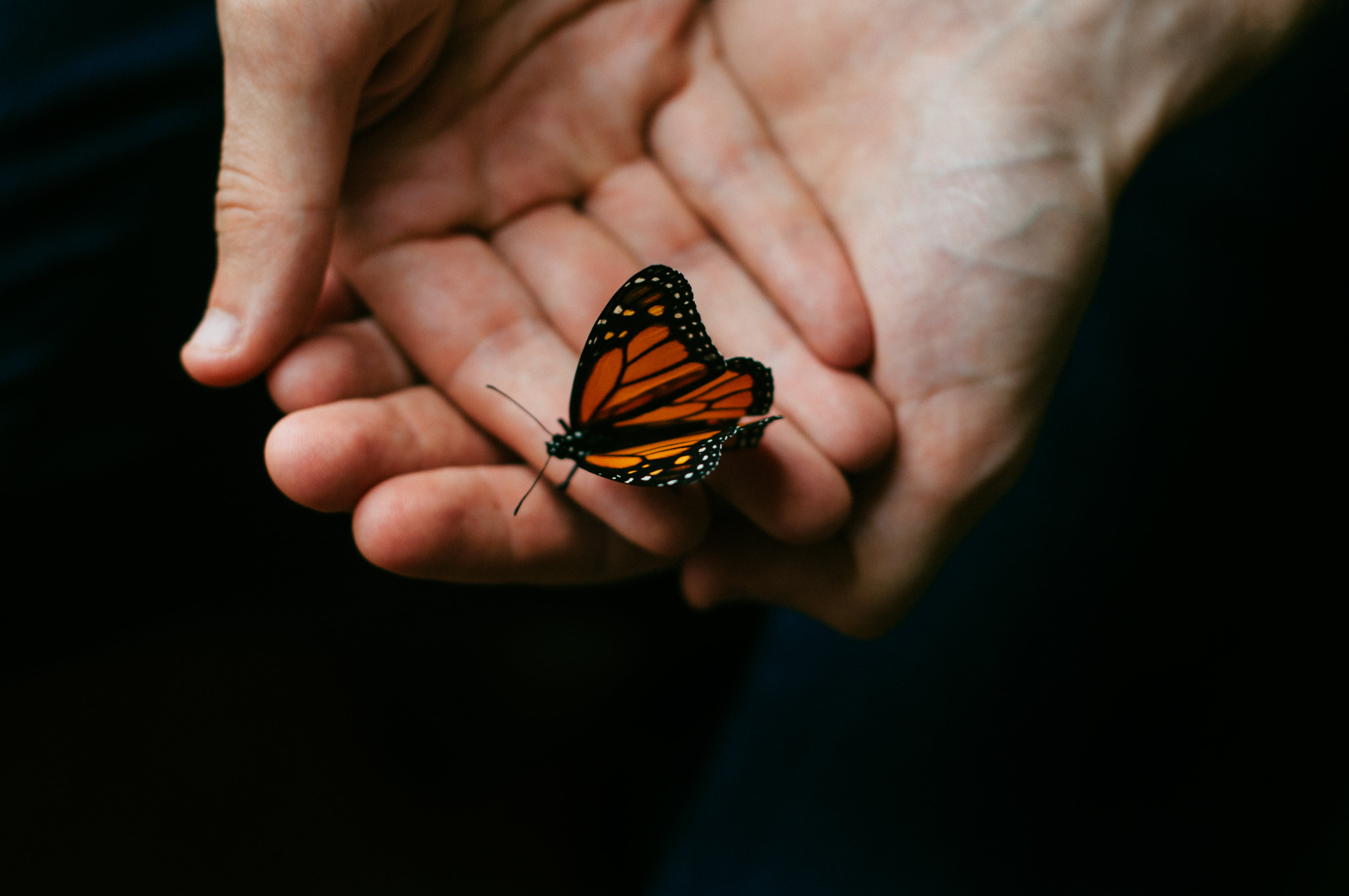 human hand, perched, animal wing, hands, butterfly - insect, one person, hold, brown, beautiful, insect, 4K, holding, invertebrate, bokeh, studio shot, HD Wallpaper