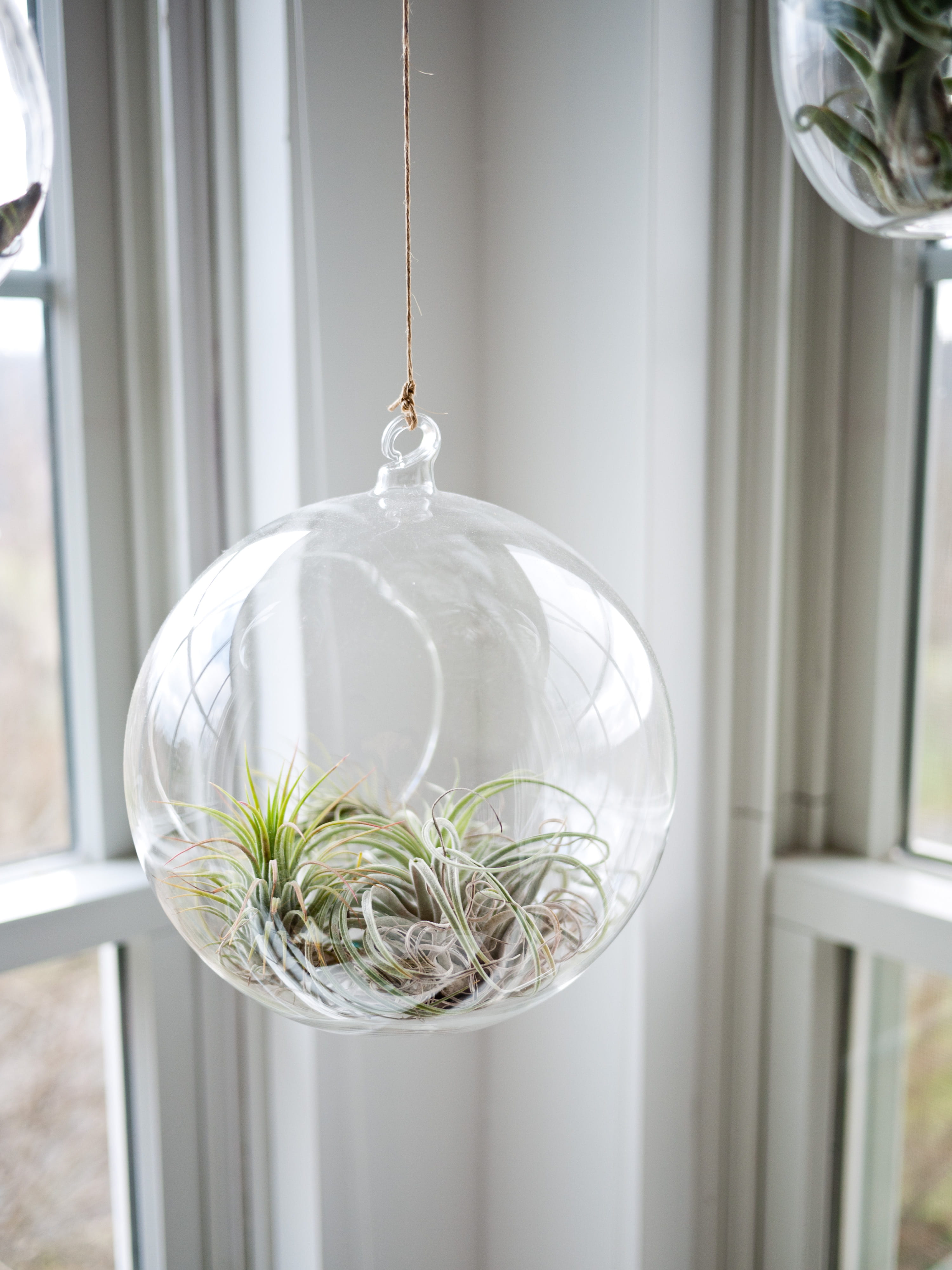 nature, terrarium, table, plant, curtain, indoor, lampplant, light bulb, hanging, photography, glass - material, indoors, no people, shallow, still life, Phone HD Wallpaper