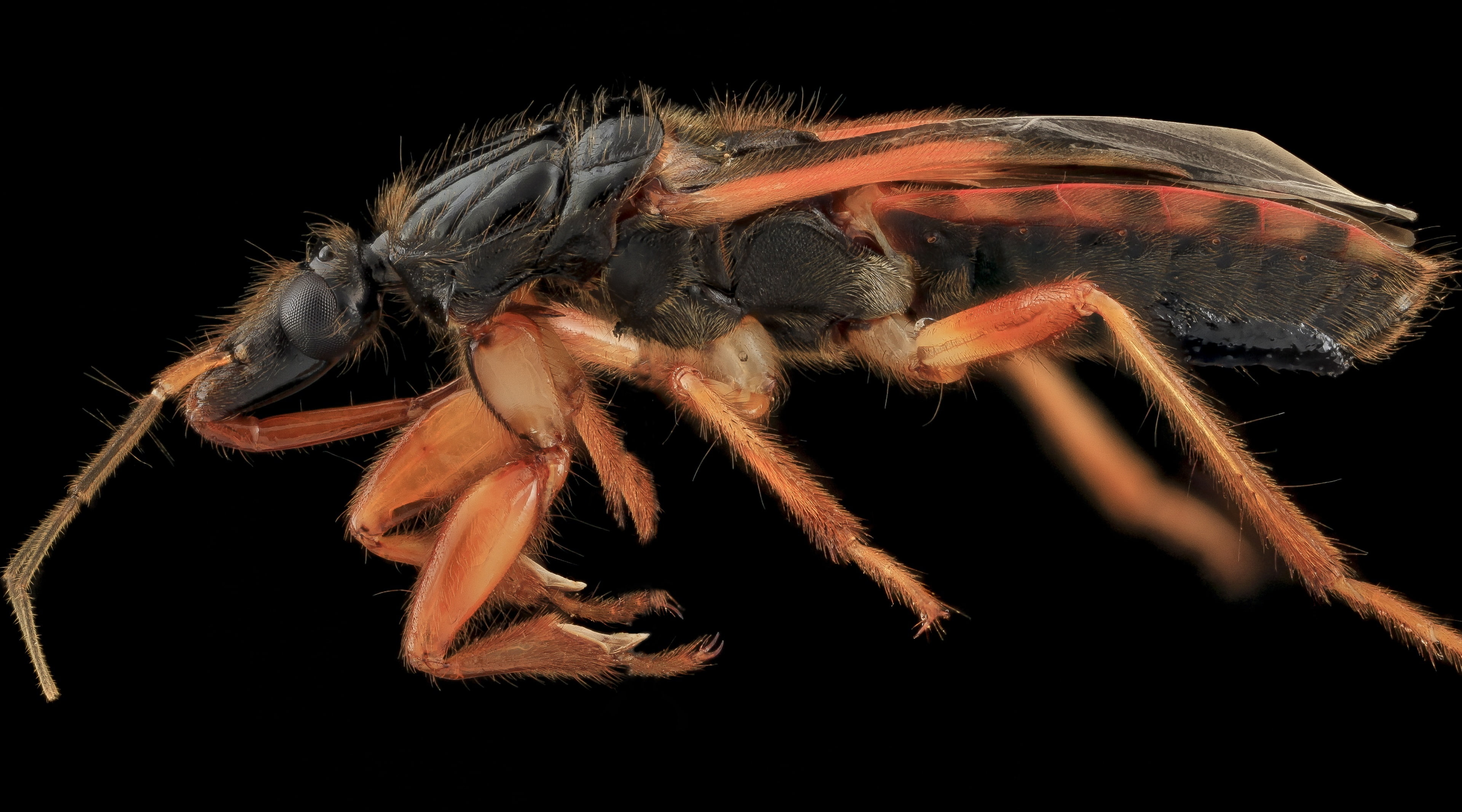 stackshot, invertebrate, maryland, close-up, assassin, no people, spider, insect, studio shot, Marlboro, one animal, animal leg, bug, nature, animal themes, HD Wallpaper