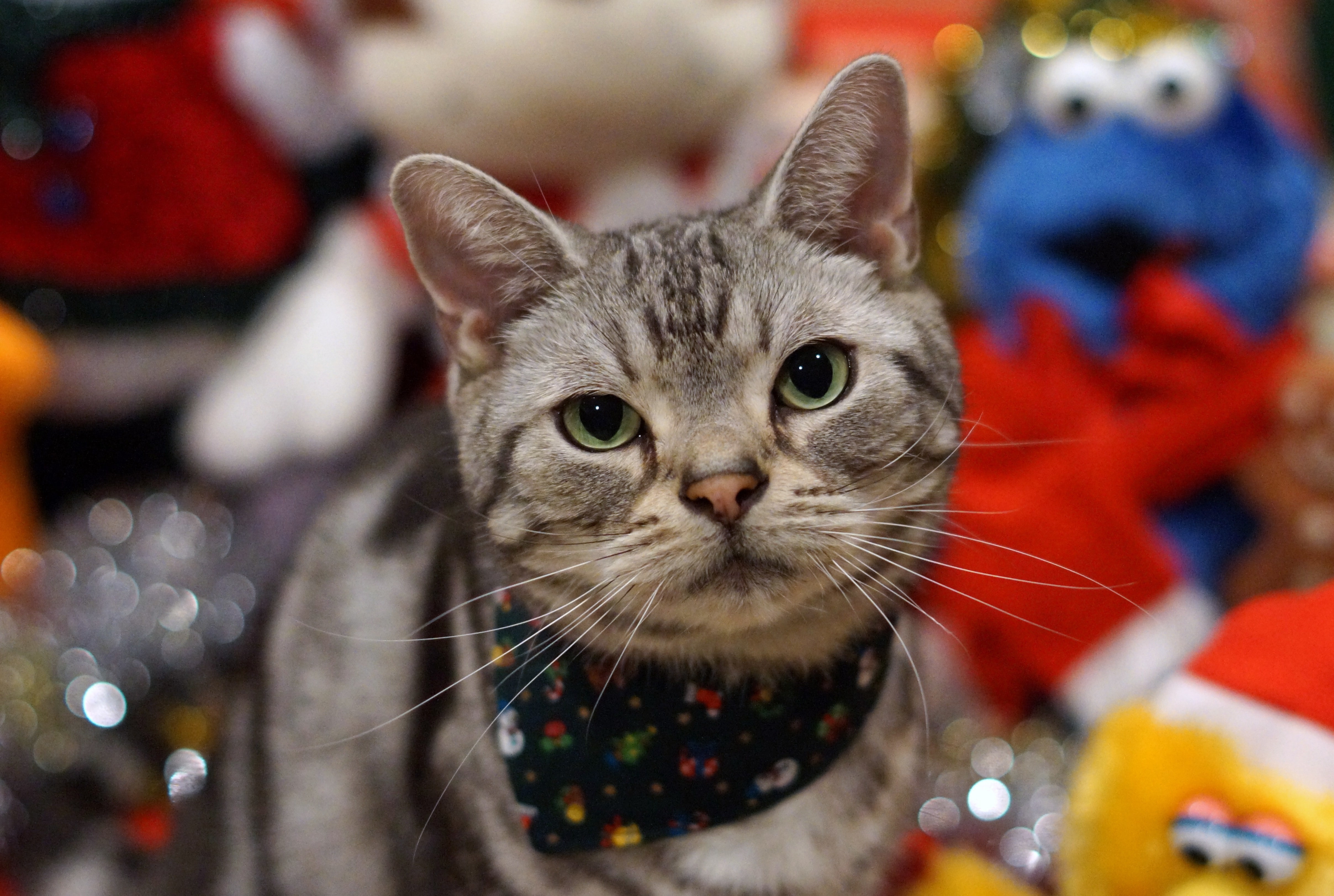 Koshak, cat, Tomcat, 4K, holiday, HD Wallpaper