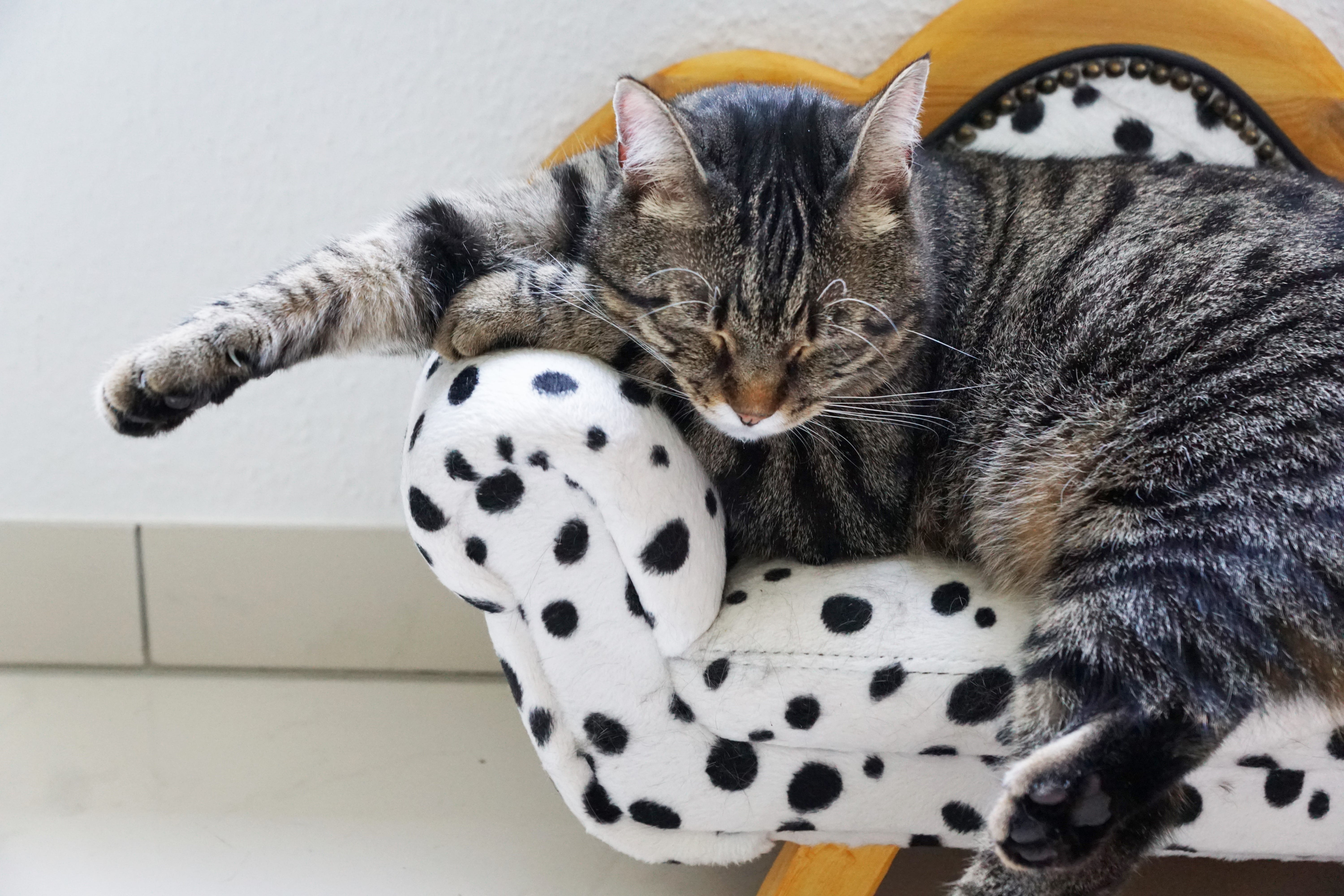 beautiful, focus on foreground, cheeky, resting, furniture, pattern, dreamy, dog, sweet, animals, animal, domestic, young cat, whisker, tigerle, beauty, HD Wallpaper
