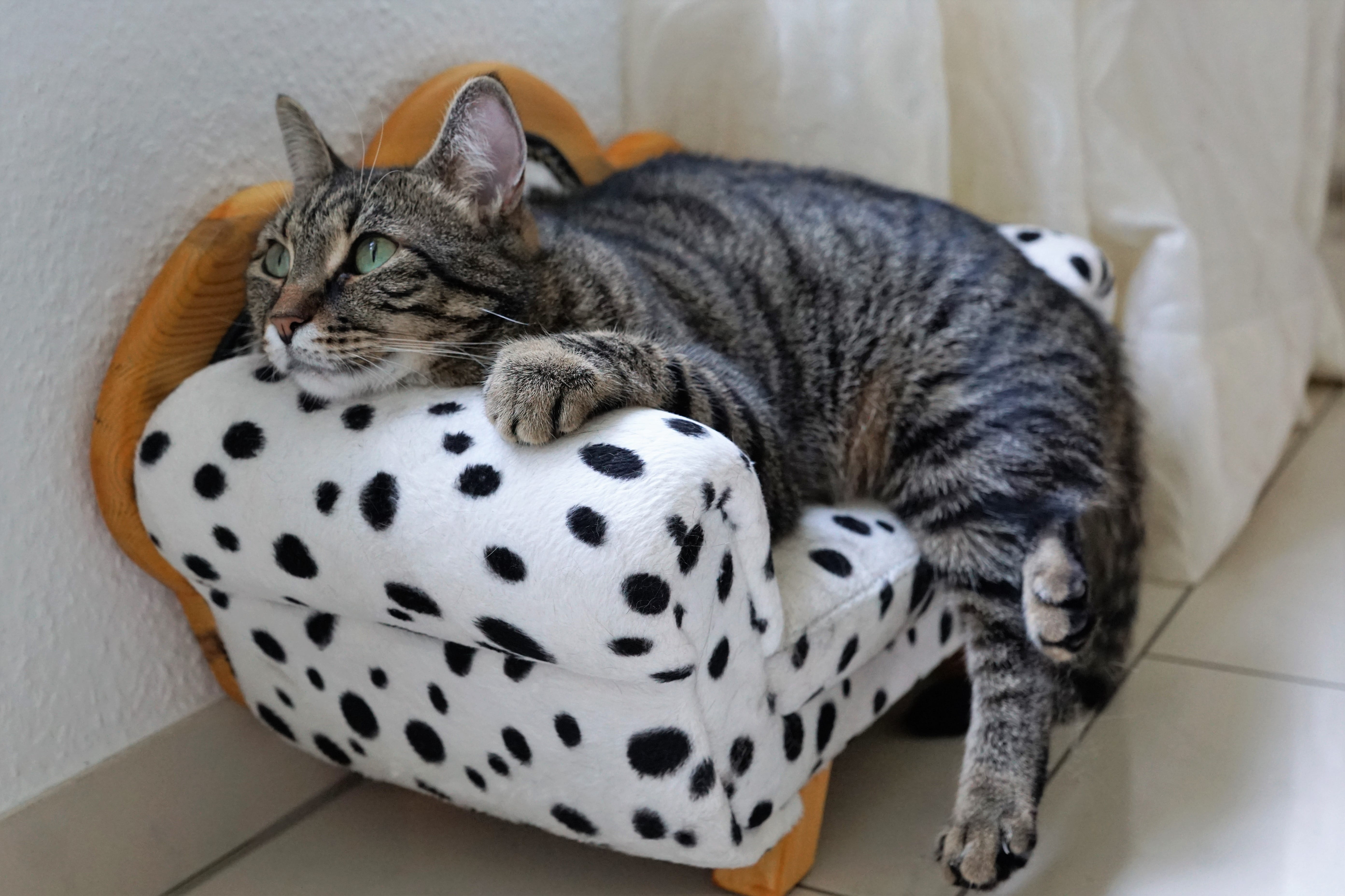 sweet, face, meditation, no people, manicure, laydown, stripes, dalmatians, indoors, pet, luxury, recovery, portrait, resting, young cat, dreamy, accessories, HD Wallpaper
