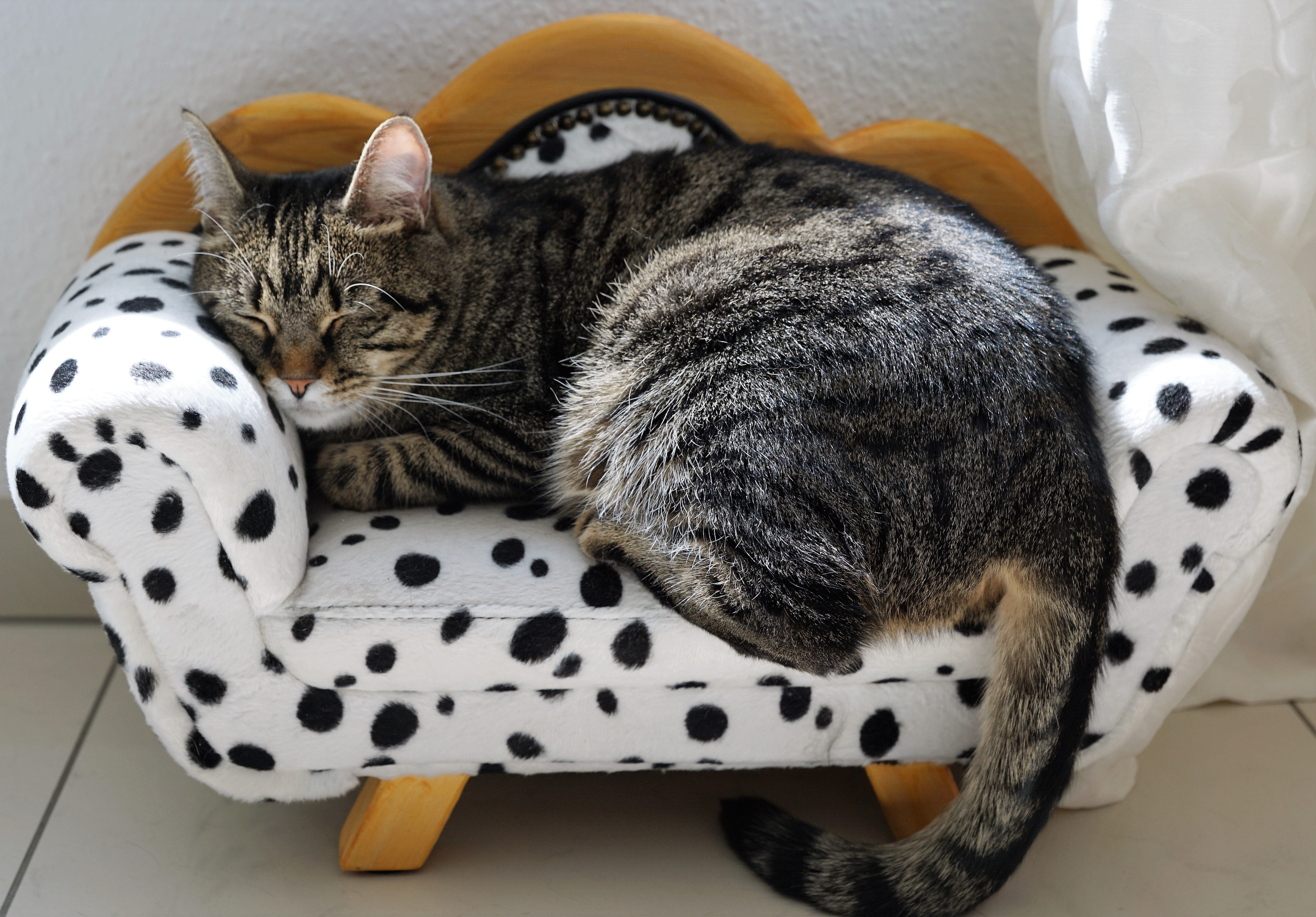 tiger, young Animal, animal themes, burn out, laying, no matter, domestic Cat, dot, sleeping, dalmatians, lying down, bed, tired, relaxation, tabby cat, HD Wallpaper