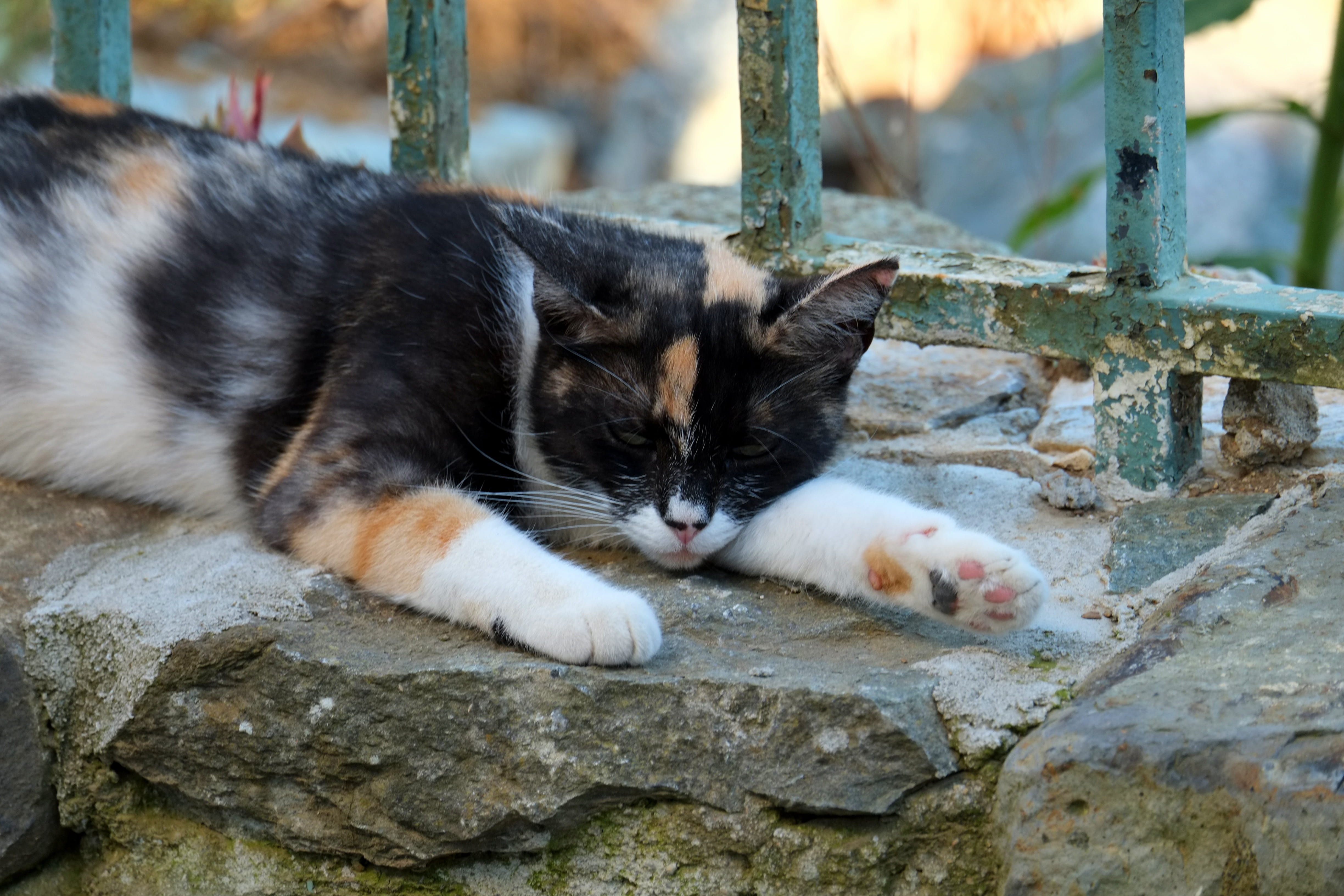 Pet, no people, quiet, purr, one animal, 4K, pet, cats eyes, feline, sweet, vertebrate, relaxation, tiger cat, lying, dear, relaxed, whisker, animal, looking, HD Wallpaper