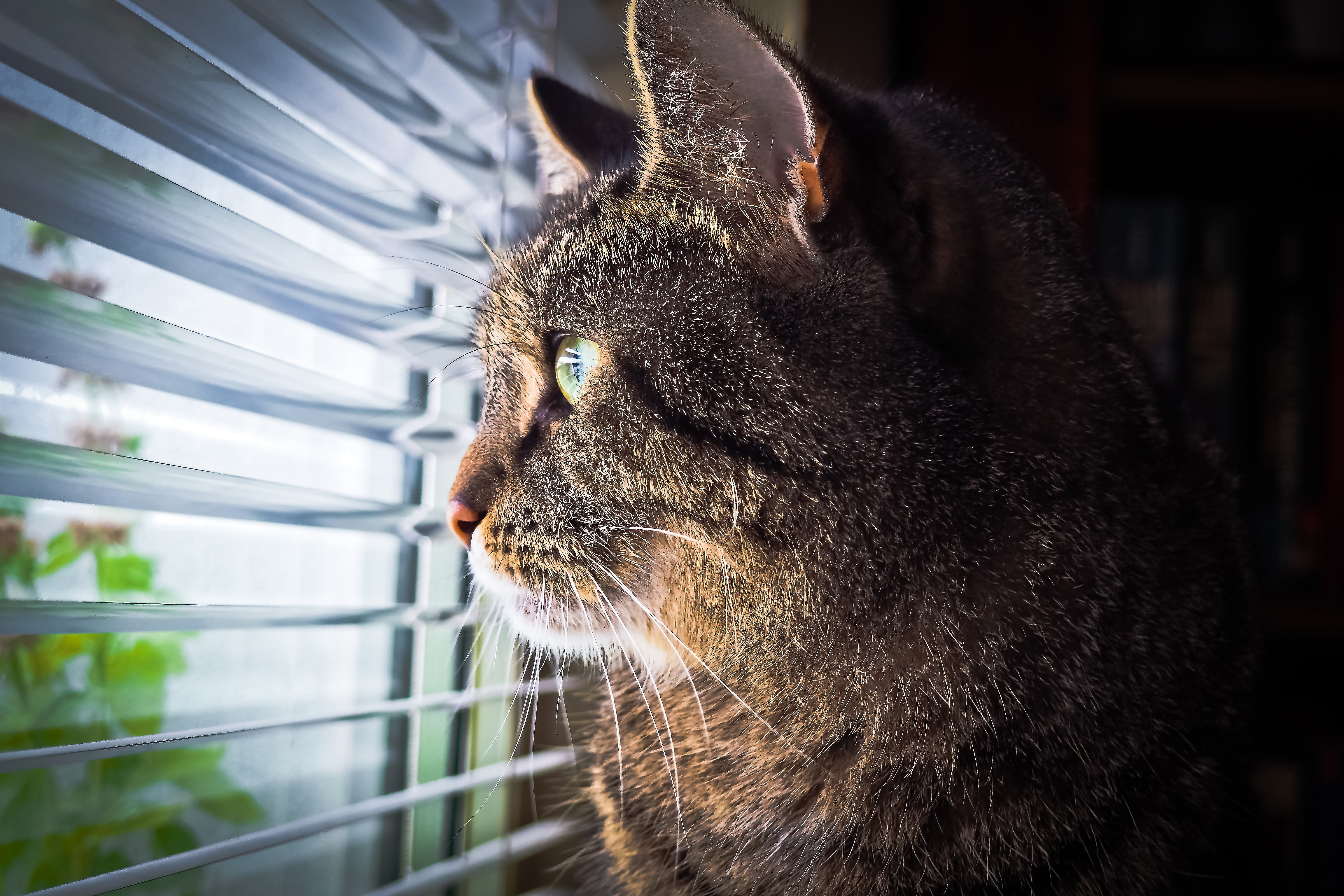 expression, focus on foreground, curious, animal themes, close-up, animal world, no people, cats eyes, furry, domestic animals, mieze, close, adidas, creature, HD Wallpaper