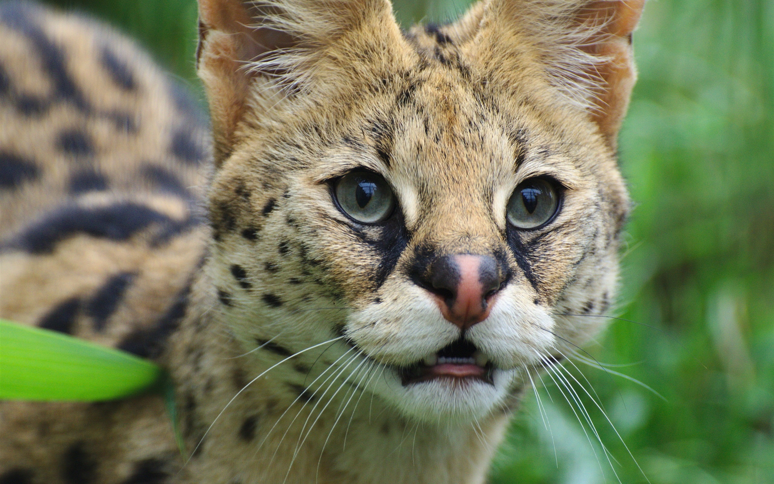 2K, Cute, Face, Serval, Cat, Eyes, Wild, HD Wallpaper