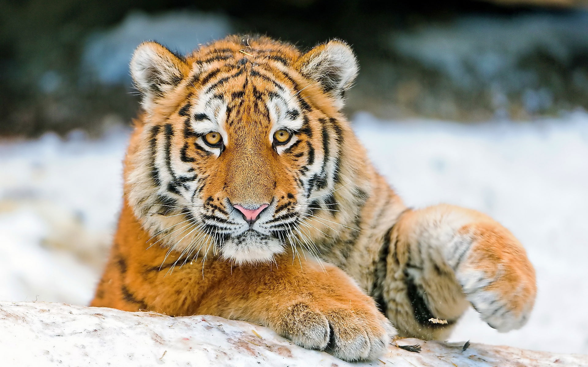 close, Face, 1080P, Tiger, s, Claws, Eyes, HD Wallpaper